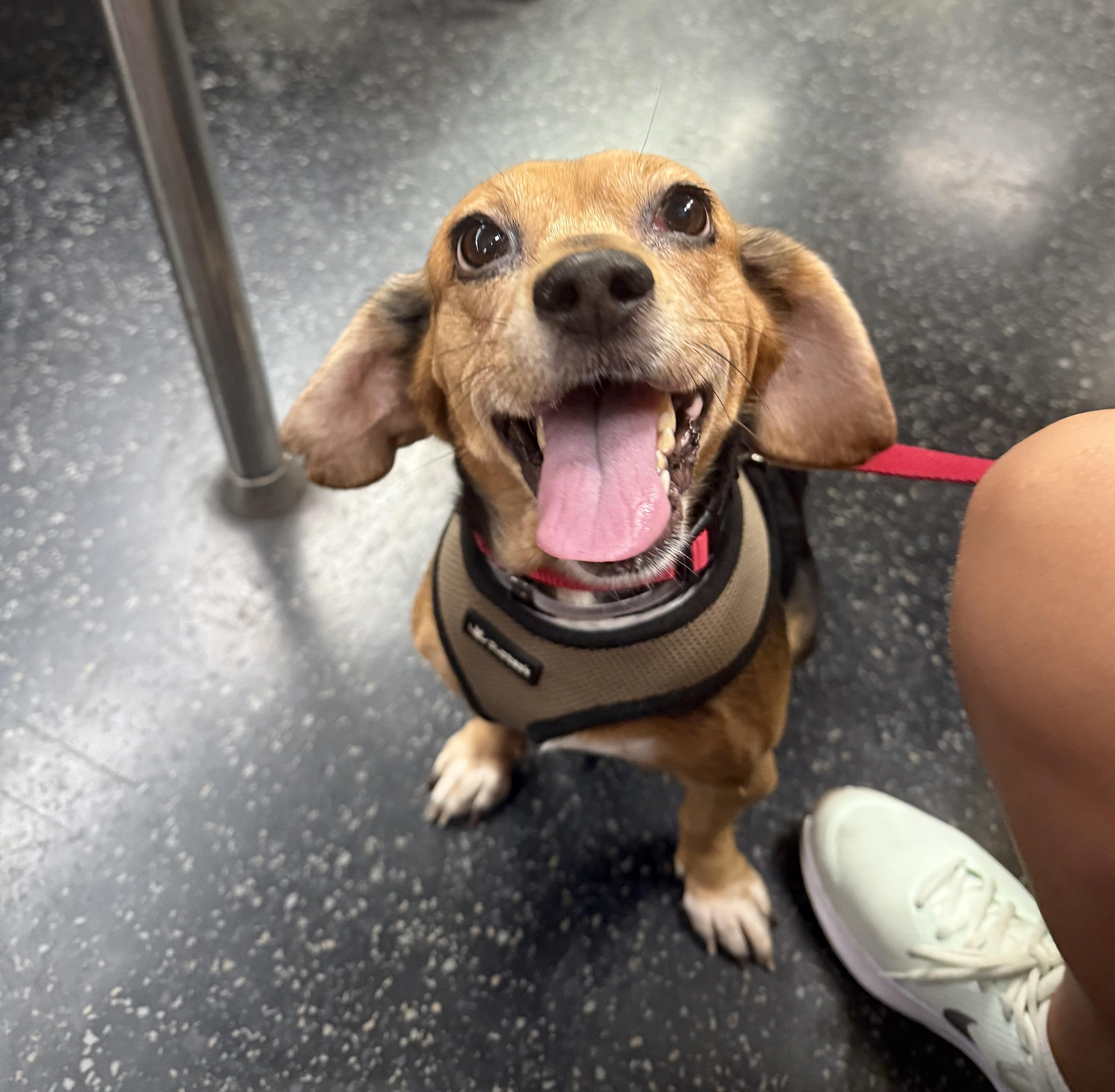 LADY, Adopted, Adult Female Beagle.