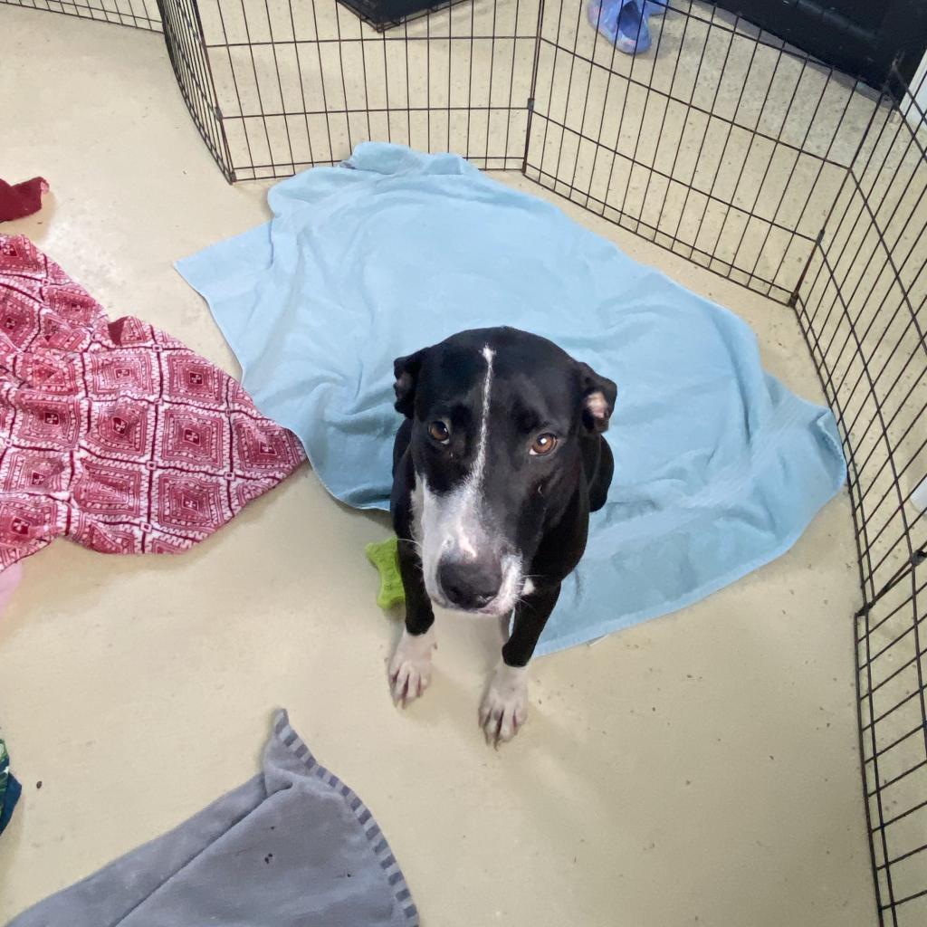 Harriet the Spy, a Adoptable mixed breed in LOXAHATCHEE, FL image 1/5