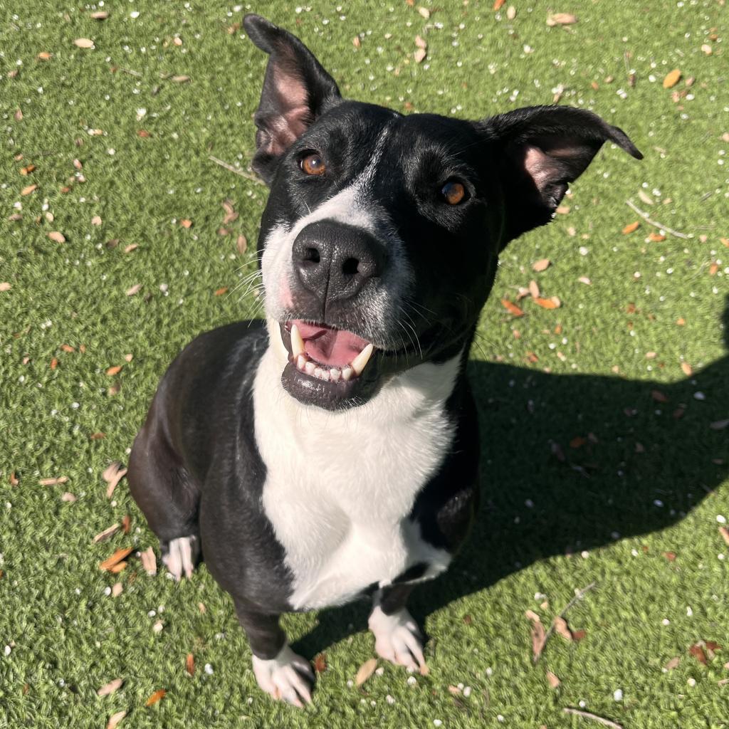 Harriet the Spy, a Adoptable mixed breed in LOXAHATCHEE, FL image 2/5