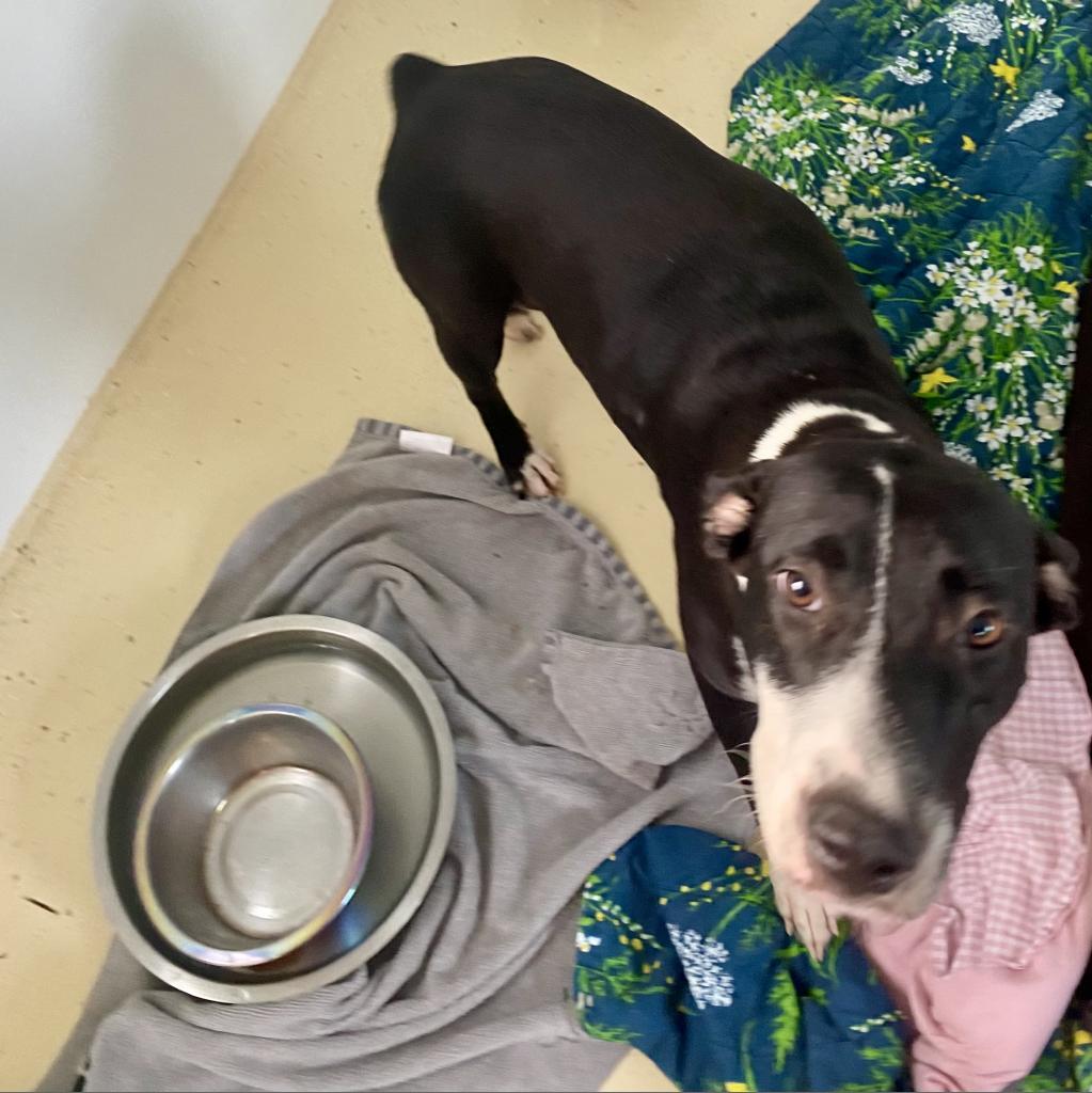 Harriet the Spy, a Adoptable mixed breed in LOXAHATCHEE, FL image 3/5