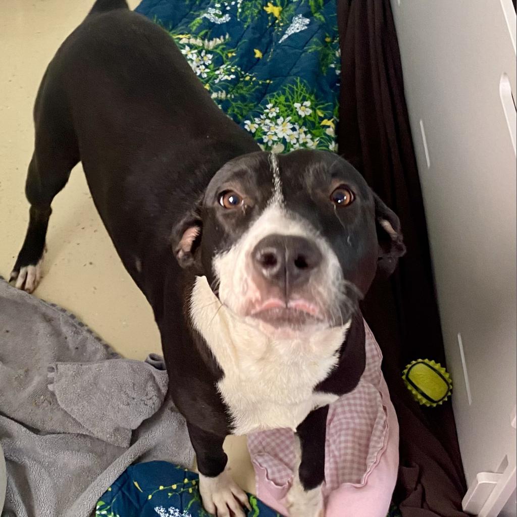 Harriet the Spy, a Adoptable mixed breed in LOXAHATCHEE, FL image 4/5