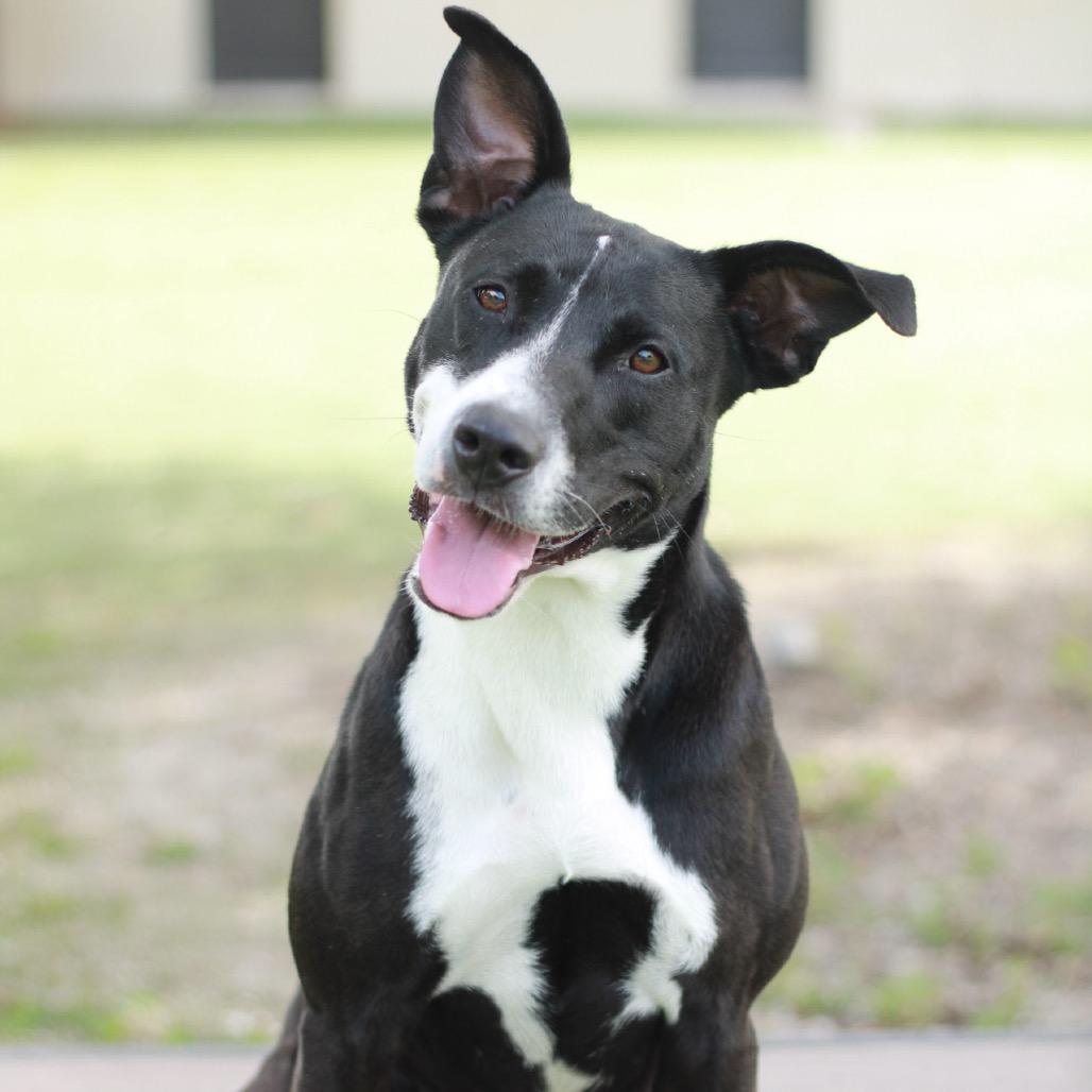 Harriet the Spy, a Adoptable mixed breed in LOXAHATCHEE, FL image 5/5
