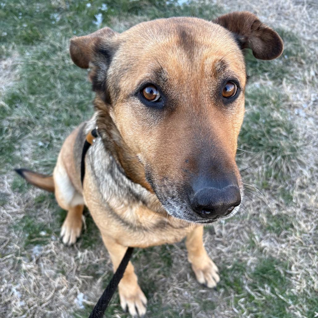 Chrysanthemum, Adoptable, Adult Female Shepherd & Mixed Breed.