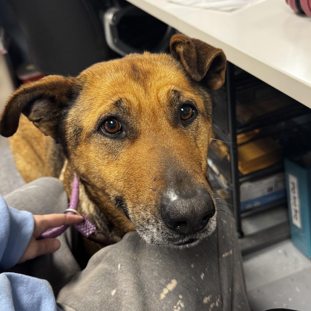 Chrysanthemum, a Adoptable mixed breed in St Joseph, MO image 2/2
