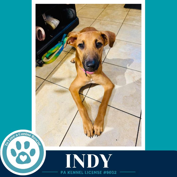 Indy (I-Team) 062726, Adoptable, Puppy Female Shepherd & Mixed Breed.