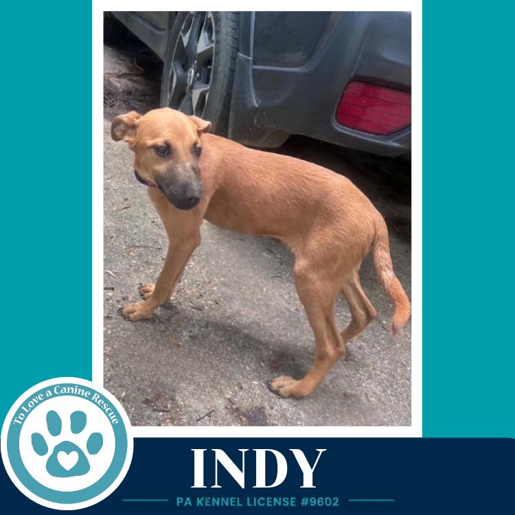 Indy (I-Team) 062726, a Adoptable mixed breed in Kimberton, PA image 2/6