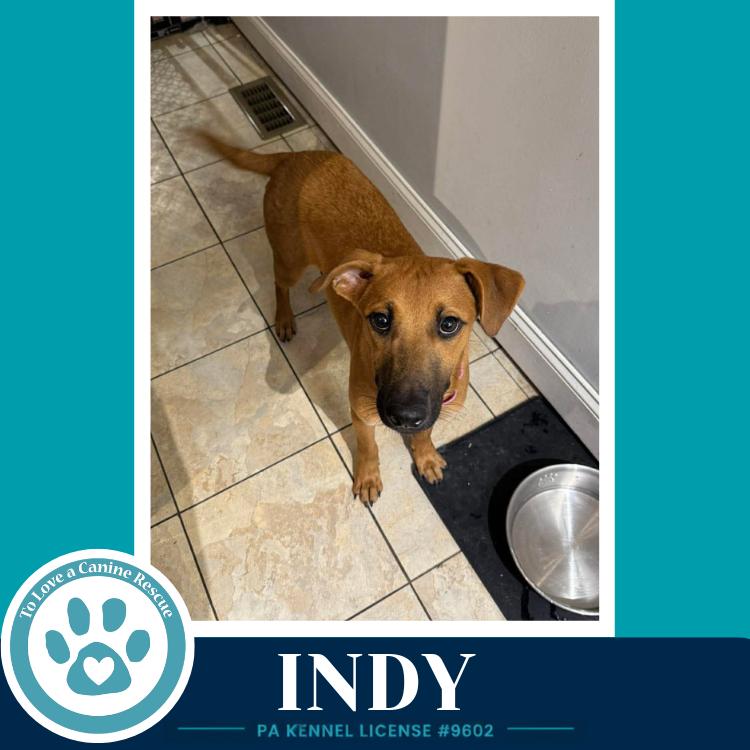 Indy (I-Team) 062726, a Adoptable mixed breed in Kimberton, PA image 3/6