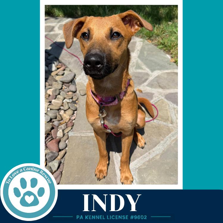 Indy (I-Team) 062726, a Adoptable mixed breed in Kimberton, PA image 4/6