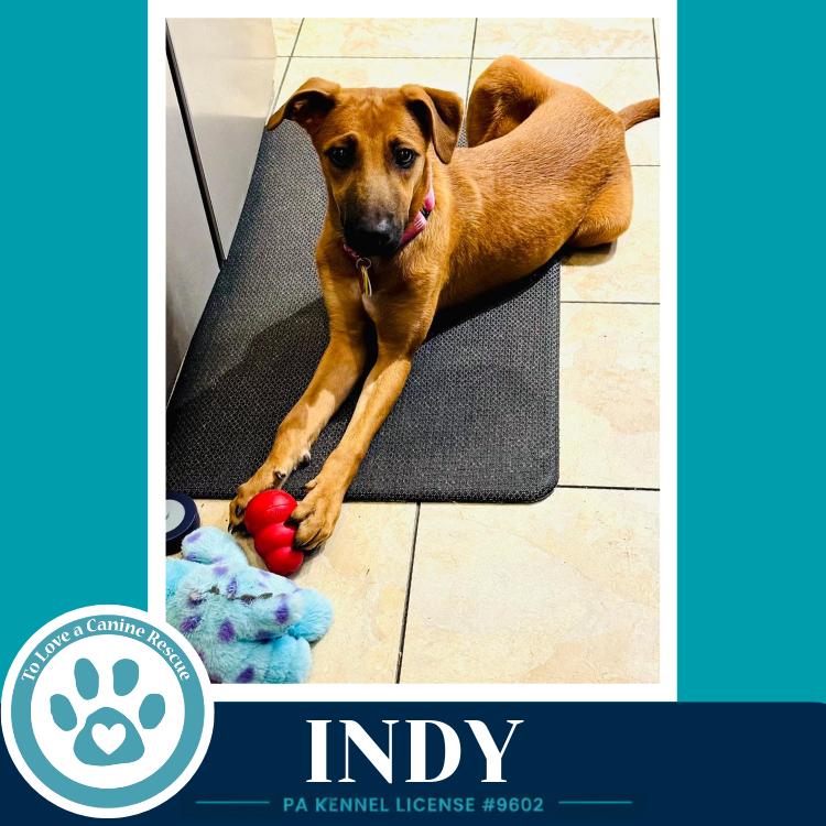Indy (I-Team) 062726, a Adoptable mixed breed in Kimberton, PA image 5/6