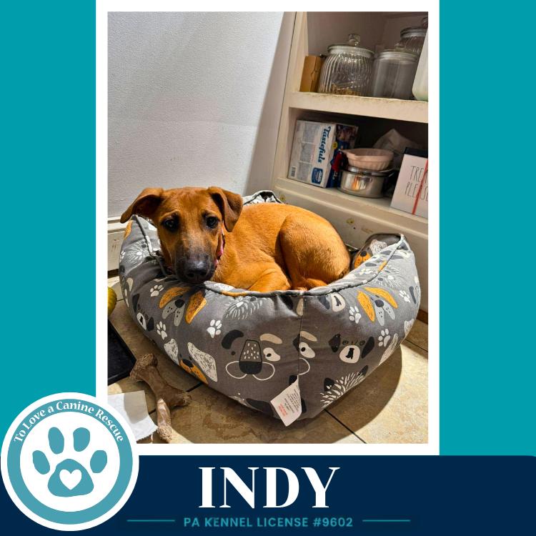 Indy (I-Team) 062726, a Adoptable mixed breed in Kimberton, PA image 6/6