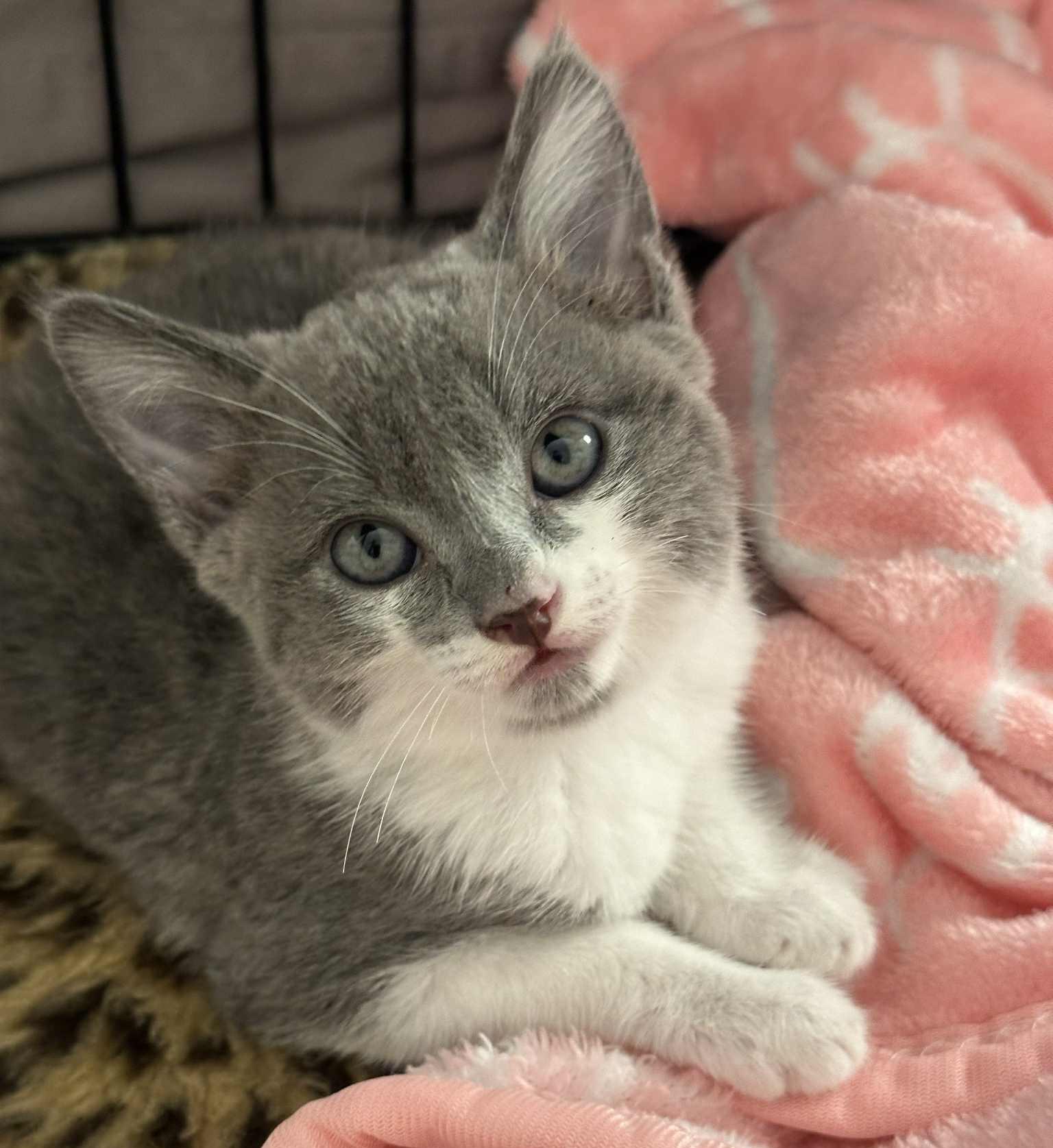 Enlarge Ivy, a ADOPTABLE Domestic Short Hair in Salida, CA image 2/2