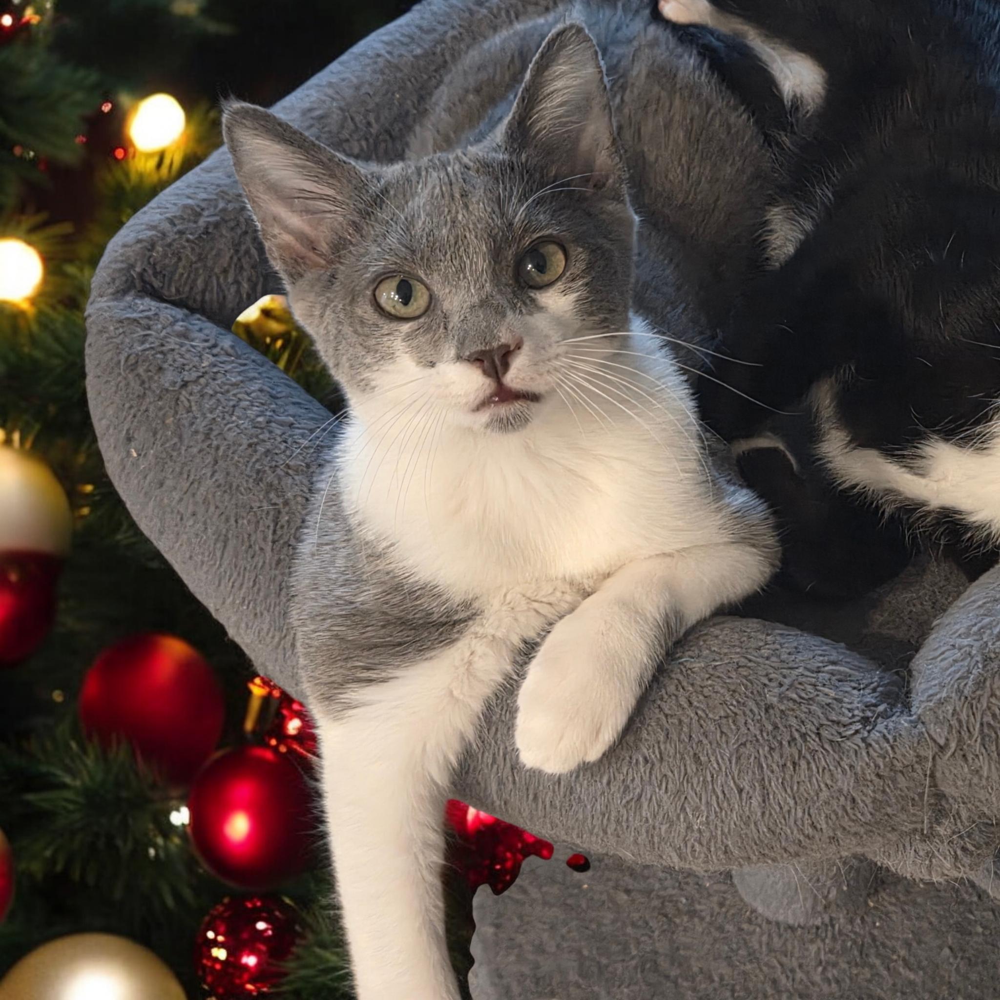 Enlarge Ivy, a ADOPTABLE Domestic Short Hair in Salida, CA image 1/2