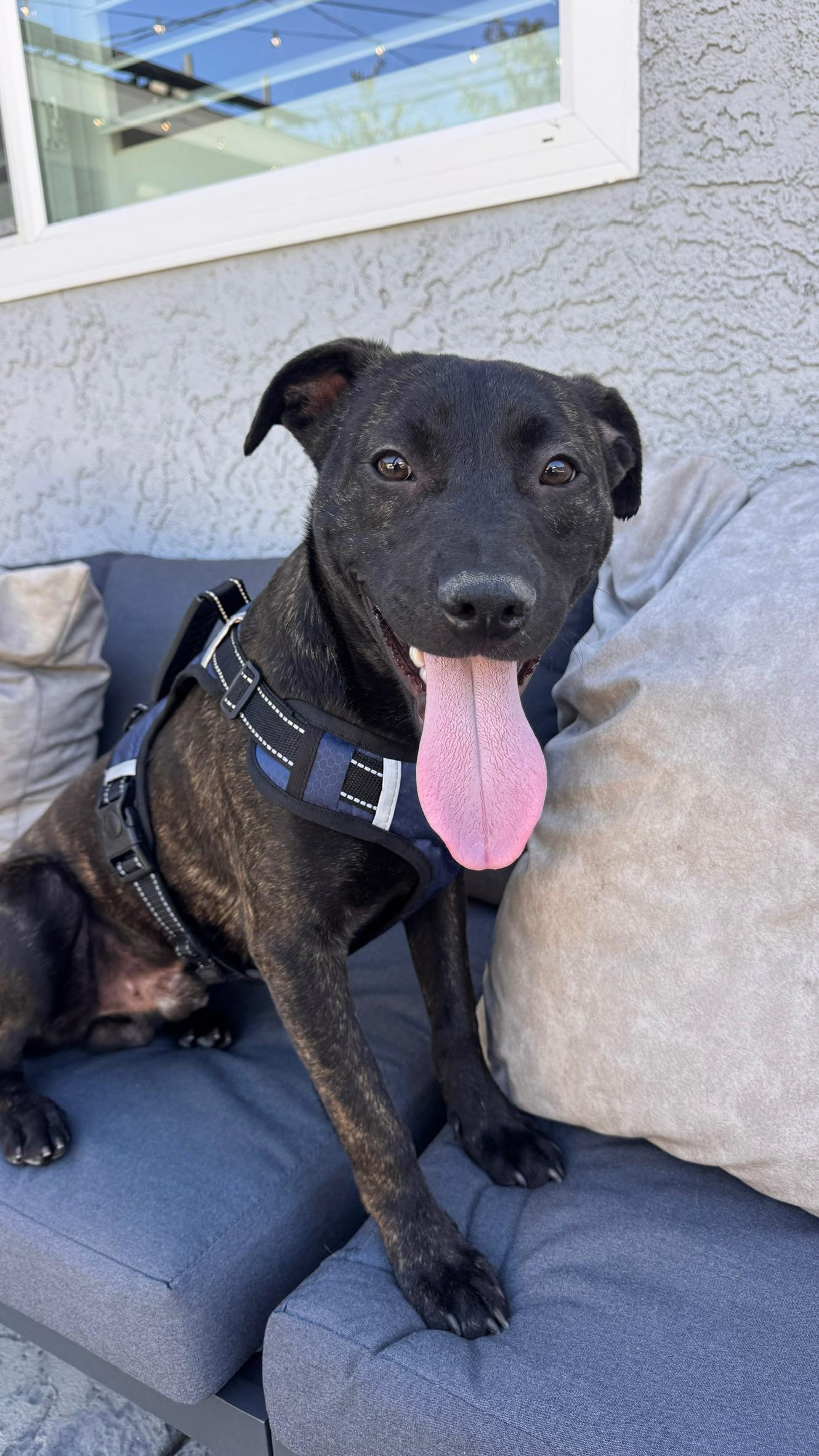 Finn *BONDED PAIR WITH JAKE*, Adoptable, Young Male Pit Bull Terrier.
