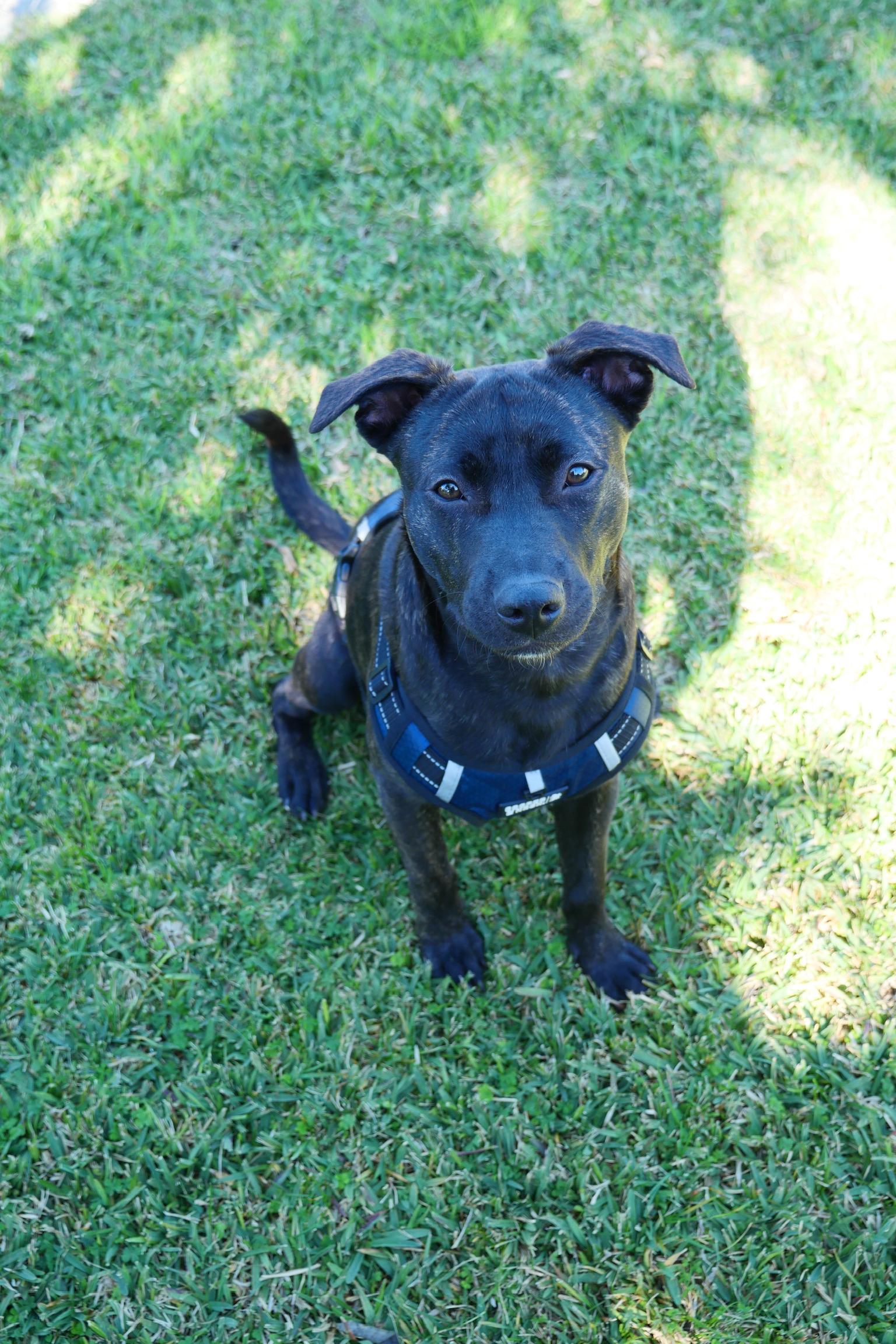 Enlarge Finn *BONDED PAIR WITH JAKE*, a Adoptable Pit Bull Terrier in Roseville, CA image 2/3