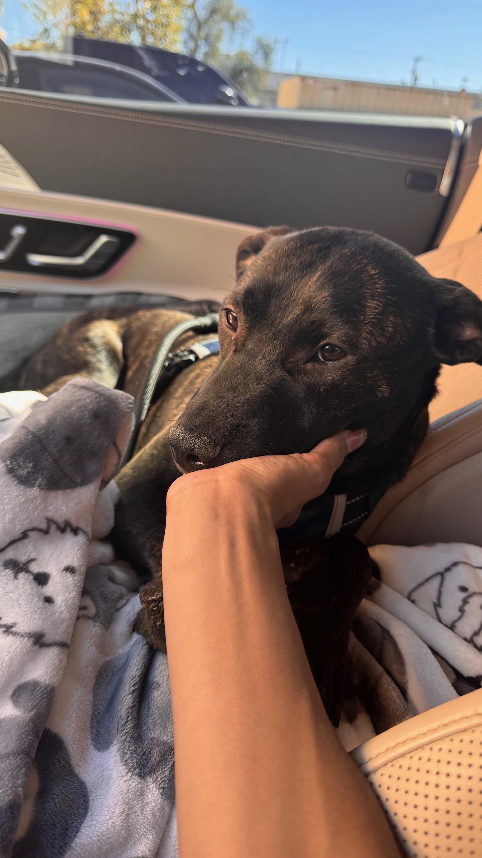 Enlarge Finn *BONDED PAIR WITH JAKE*, a Adoptable Pit Bull Terrier in Roseville, CA image 3/3