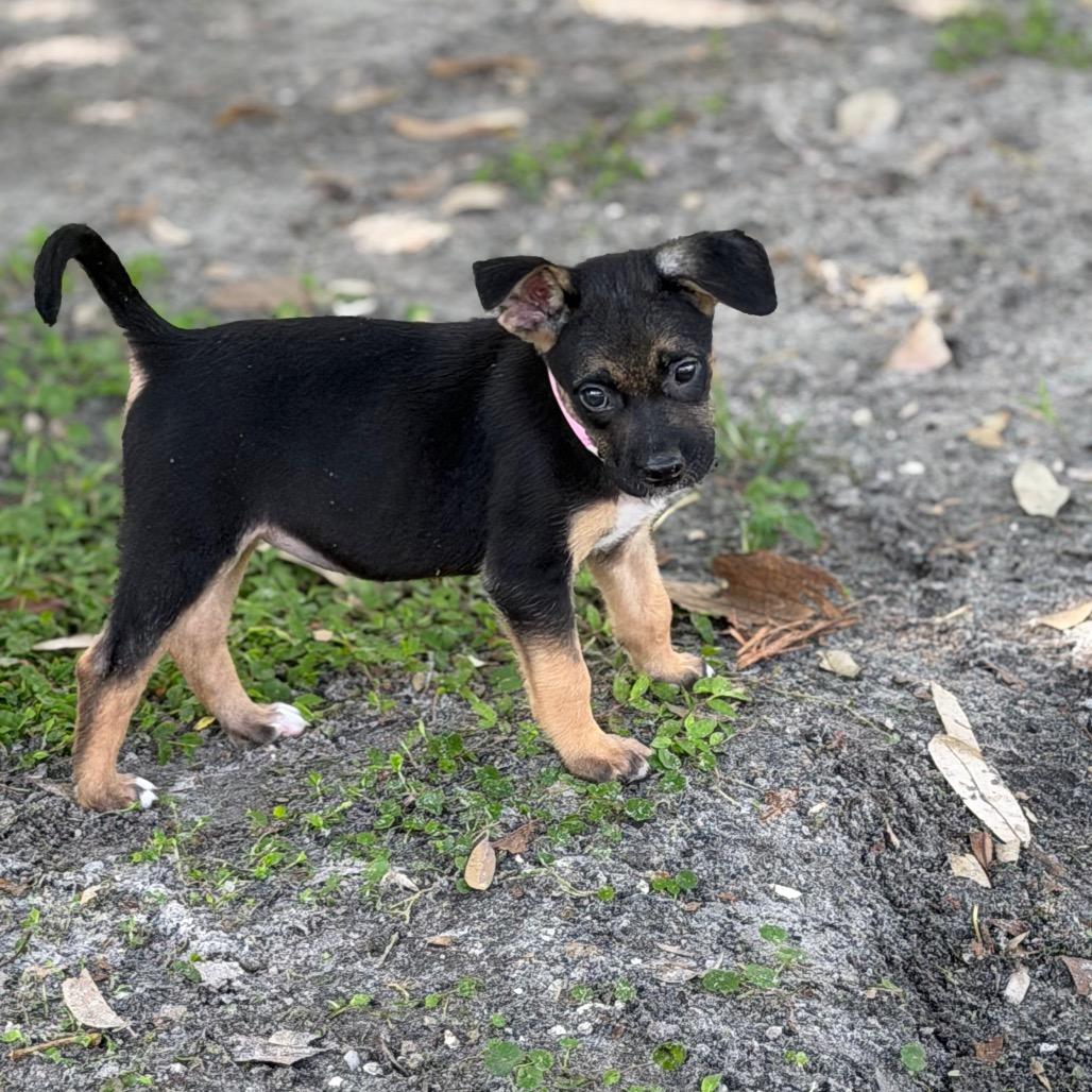 SALLY, Adoptable, Puppy Female German Shepherd Dog & Mixed Breed.