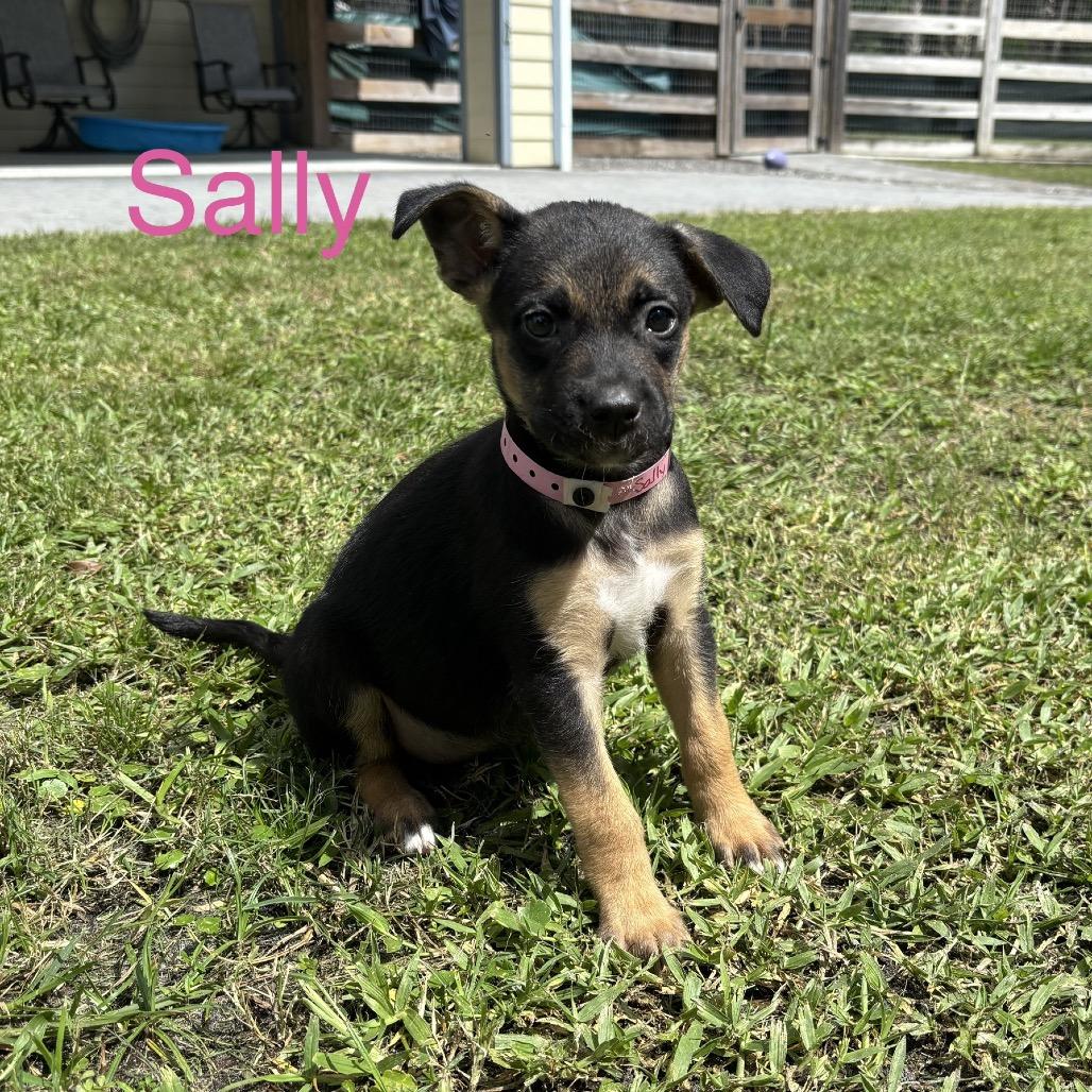 Enlarge SALLY, a Adoptable mixed breed in Wellington, FL image 2/4