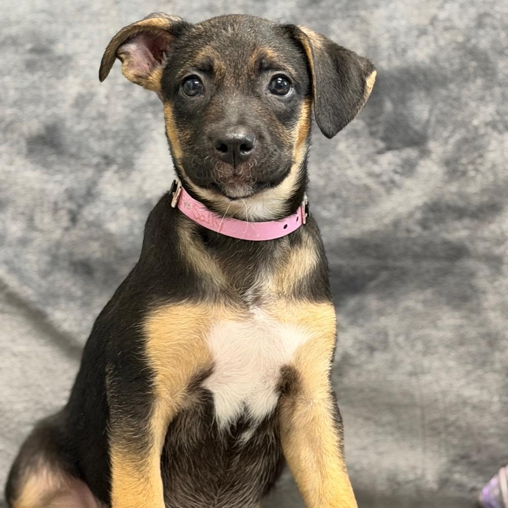 Enlarge SALLY, a Adoptable mixed breed in Wellington, FL image 3/4