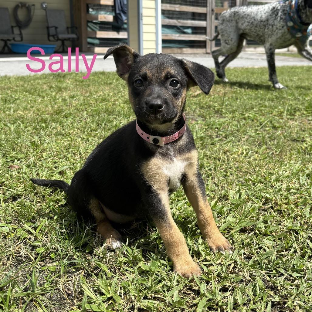 Enlarge SALLY, a Adoptable mixed breed in Wellington, FL image 4/4