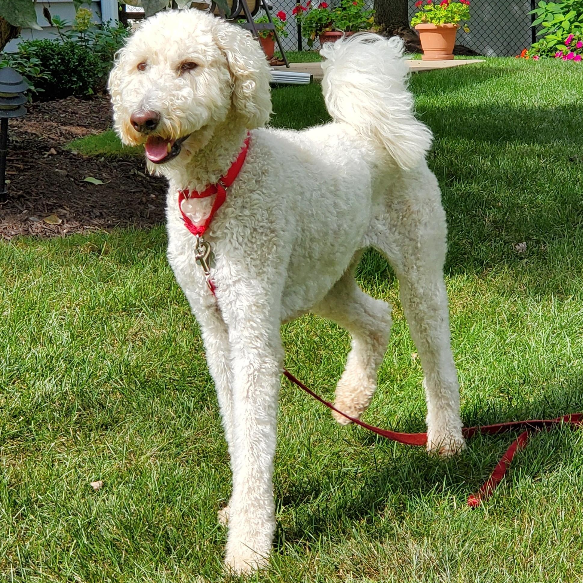 Eddy, Adoptable, Adult Male Standard Poodle & Mixed Breed.