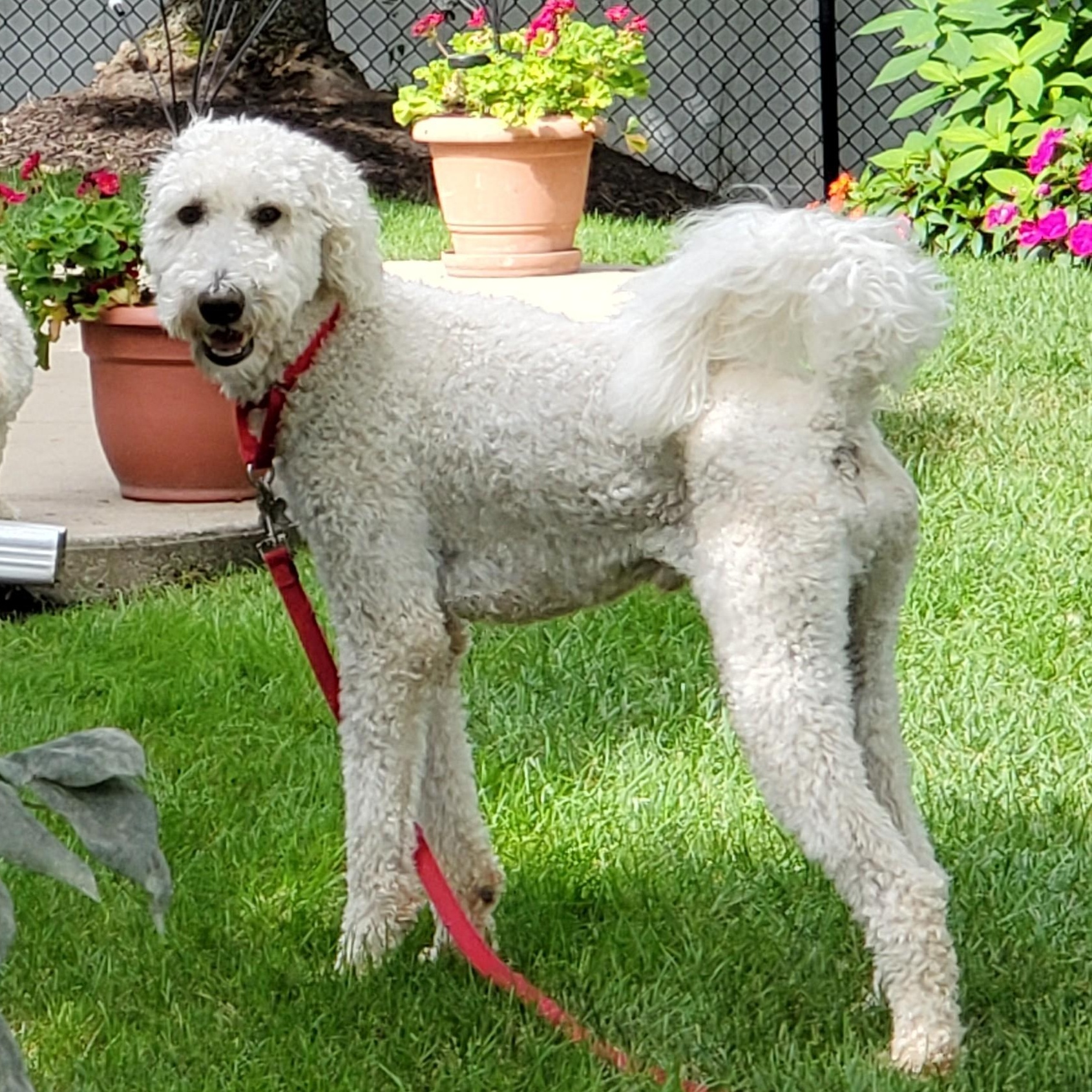 Enlarge Eddy, a Adoptable mixed breed in Palatine, IL image 2/5