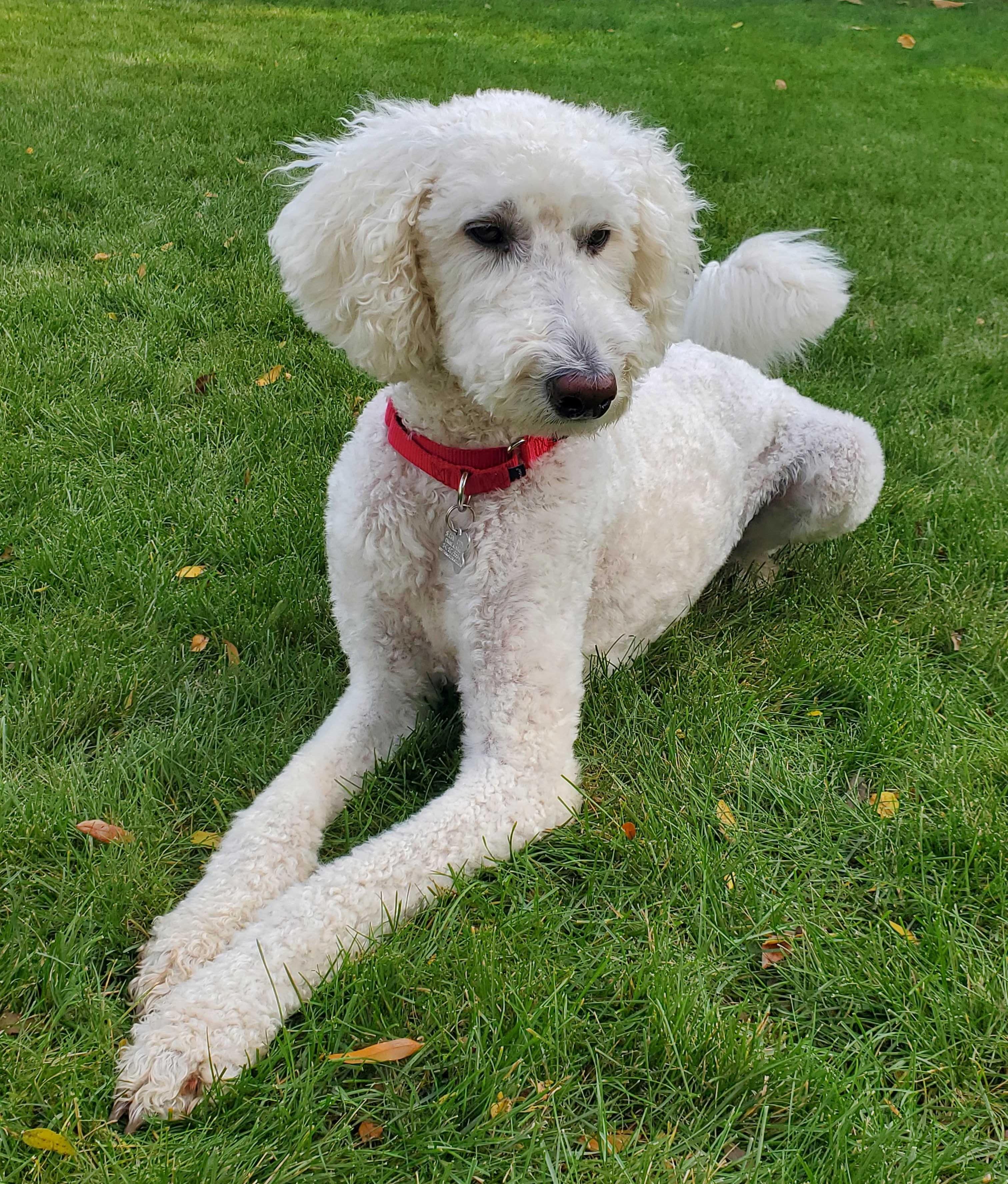 Enlarge Eddy, a Adoptable mixed breed in Palatine, IL image 4/5