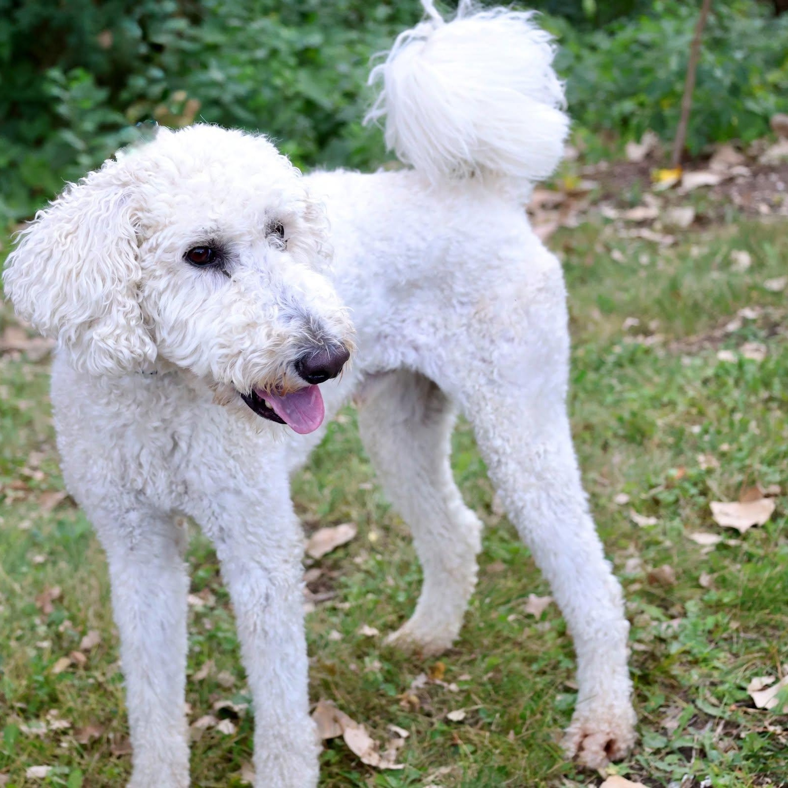 Enlarge Eddy, a Adoptable mixed breed in Palatine, IL image 3/5