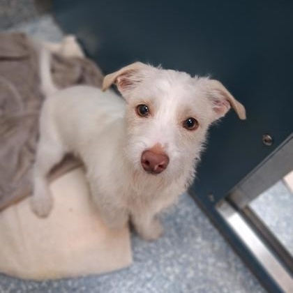 Enlarge Salty, a ADOPTABLE Terrier in Santa Cruz, CA image 1/5
