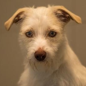Enlarge Salty, a ADOPTABLE Terrier in Santa Cruz, CA image 2/5