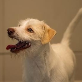 Enlarge Salty, a ADOPTABLE Terrier in Santa Cruz, CA image 3/5