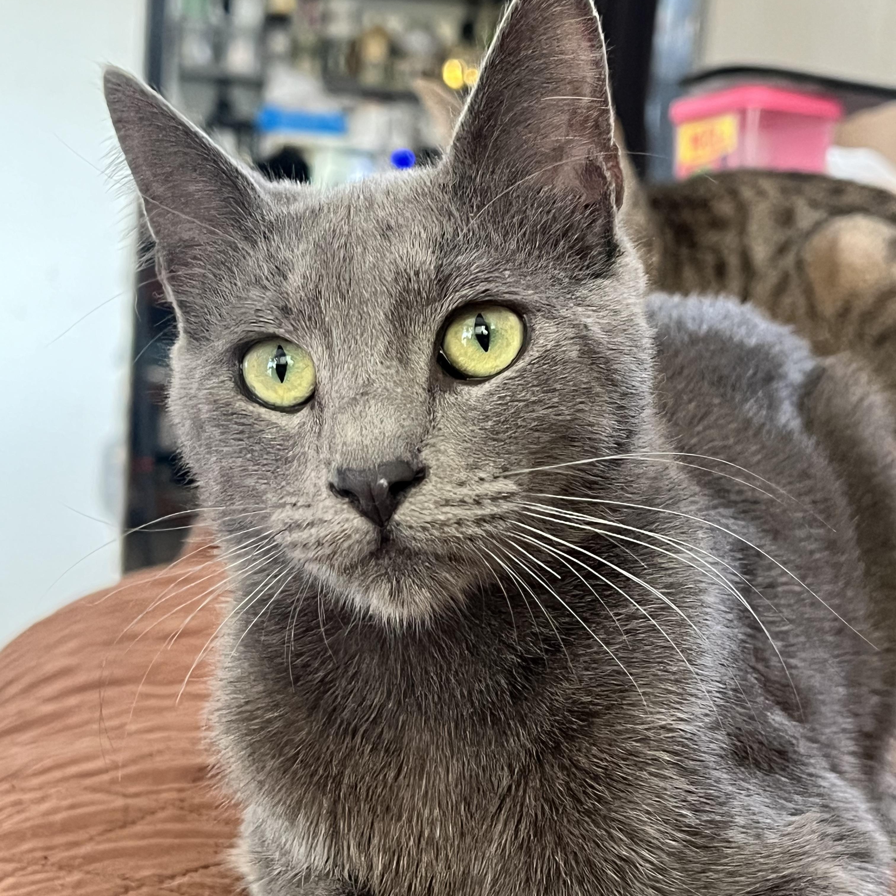 Ash , adopted, Young Male Domestic Short Hair.
