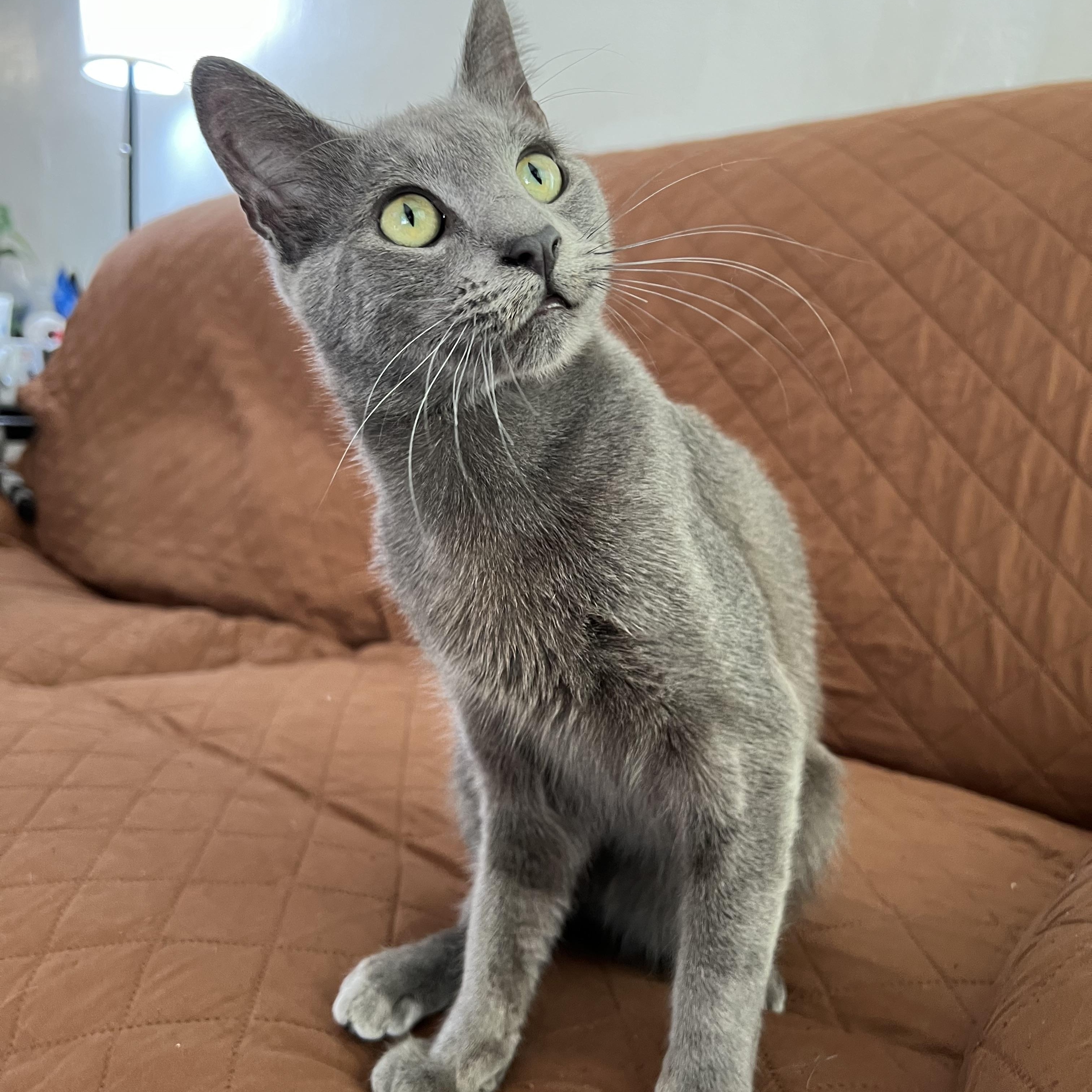 Enlarge Ash , an adopted Domestic Short Hair in San Jose, CA image 2/4