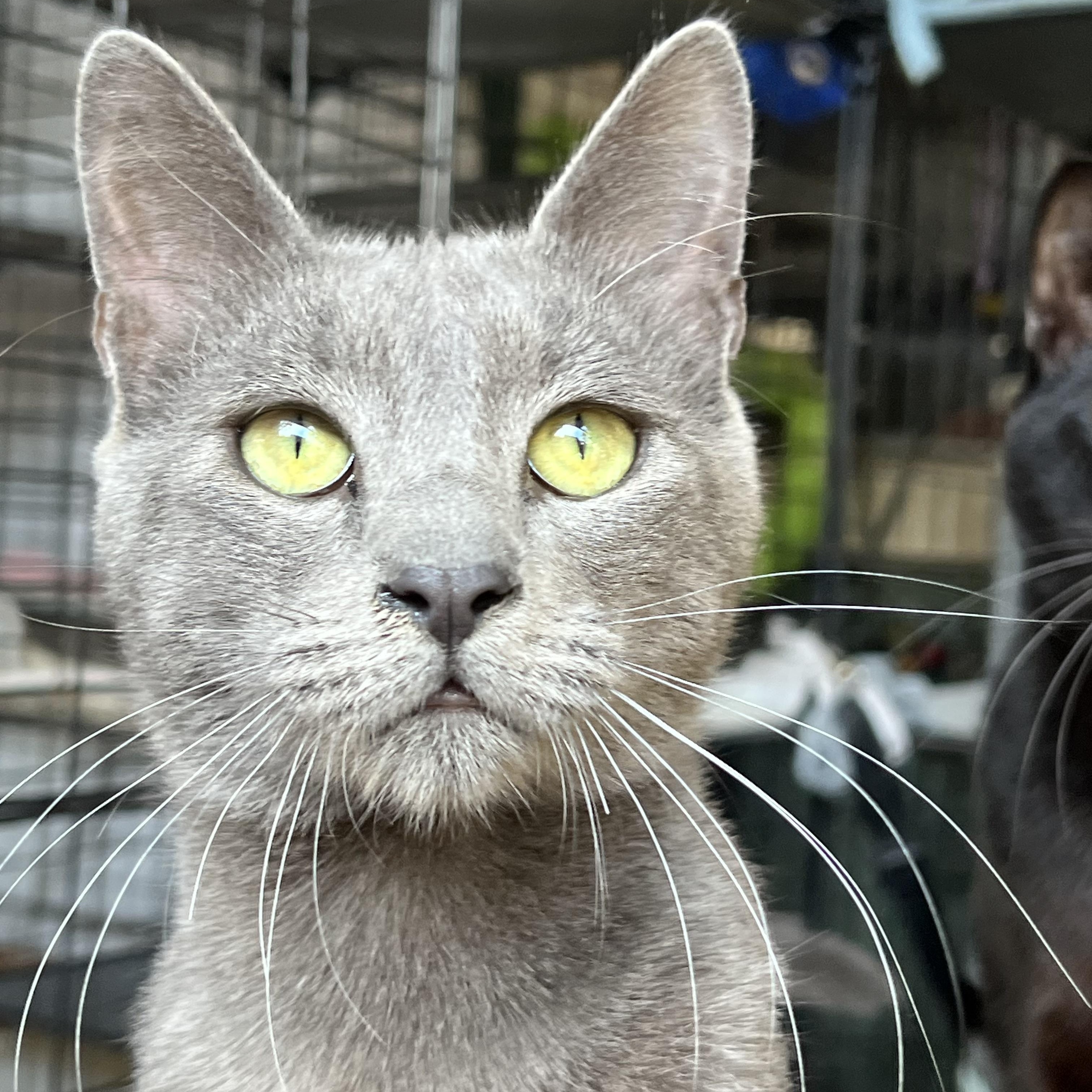 Enlarge Ash , an adopted Domestic Short Hair in San Jose, CA image 4/4