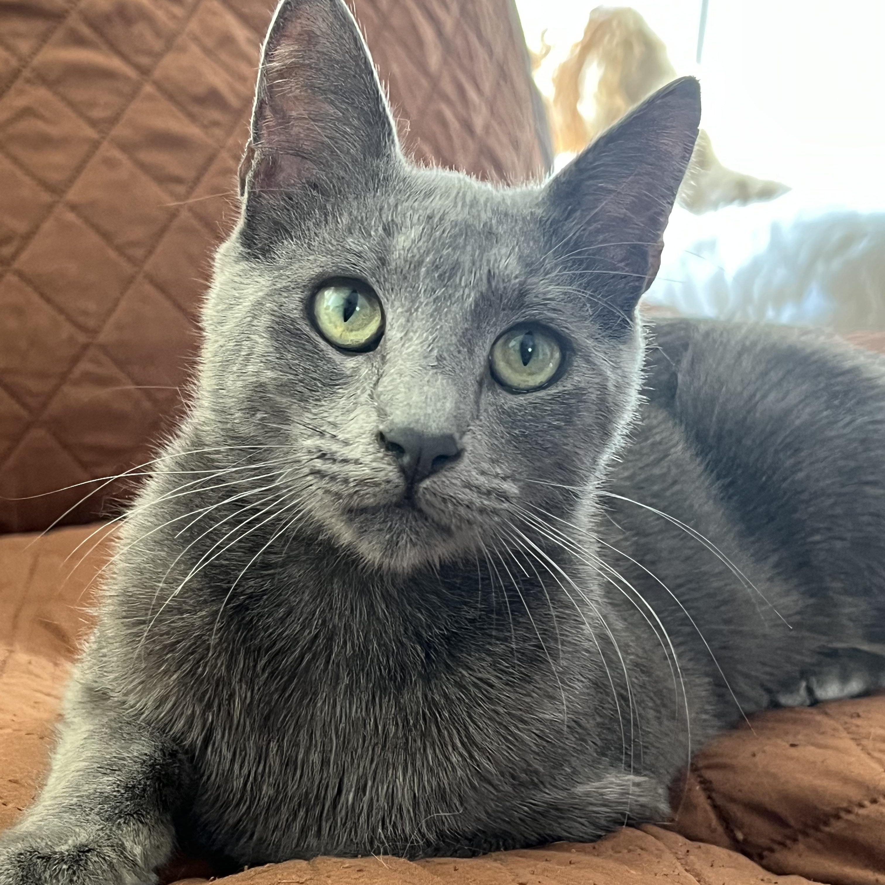 Enlarge Ash , an adopted Domestic Short Hair in San Jose, CA image 3/4