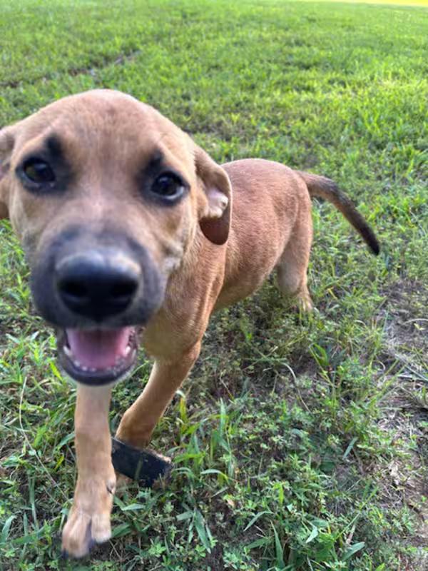 Enlarge Jack, a Adoptable mixed breed in Watertown, CT image 1/3