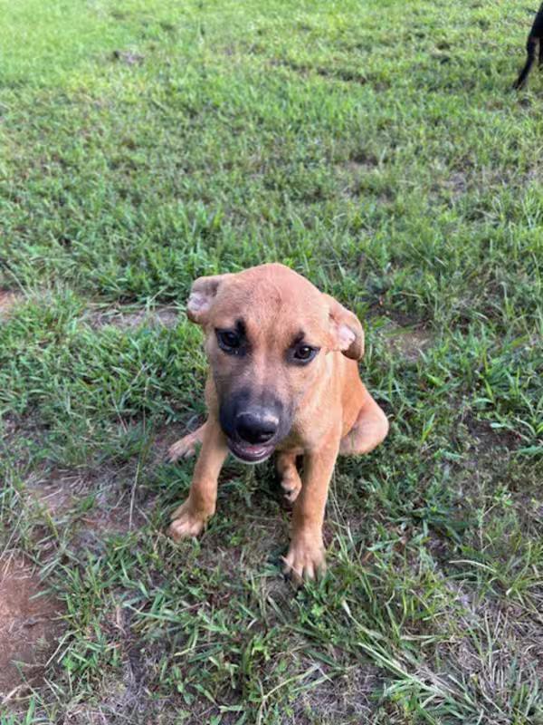 Enlarge Jack, a Adoptable mixed breed in Watertown, CT image 2/3