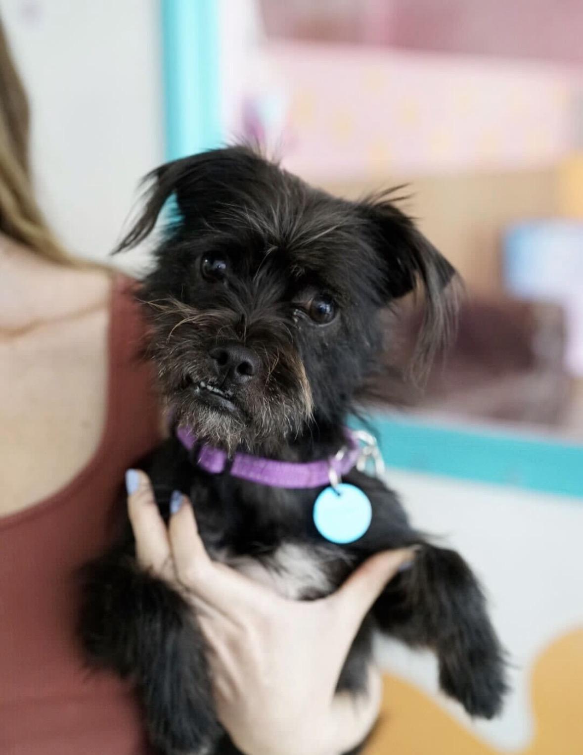 Buster, Adoptable, Young Male Brussels Griffon & Terrier.