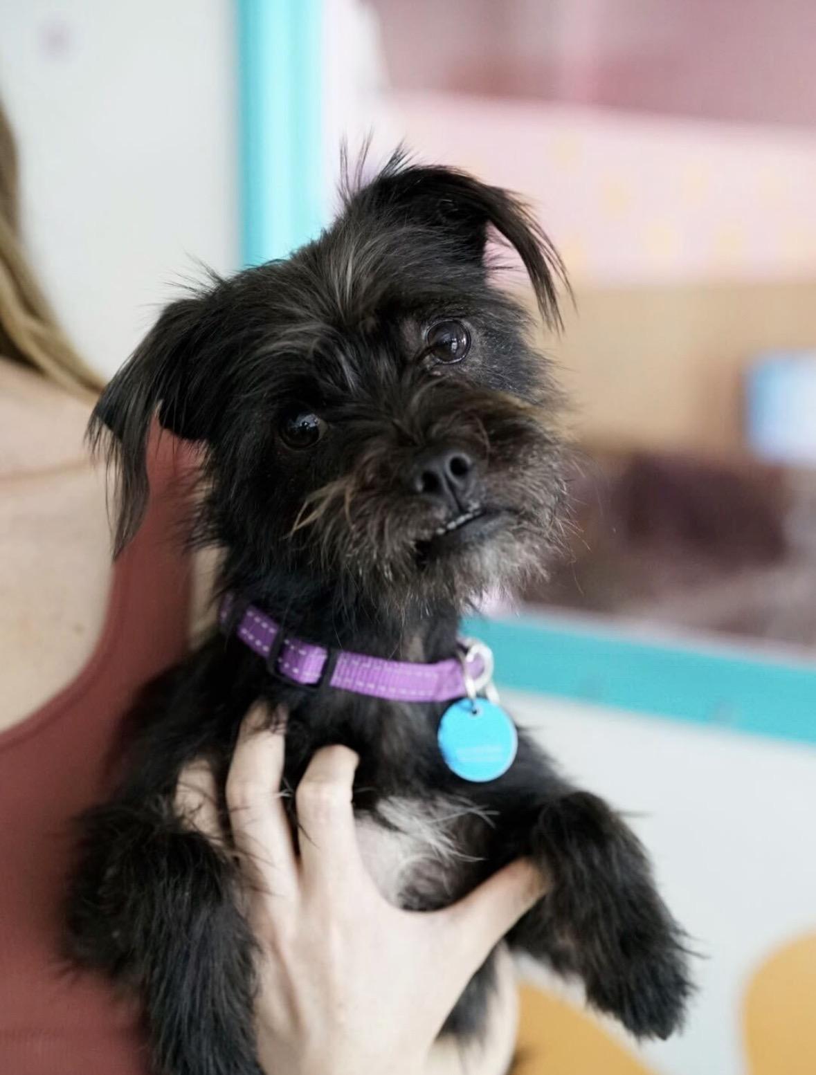 Buster, a Adoptable mixed breed in Pasadena, CA image 3/6