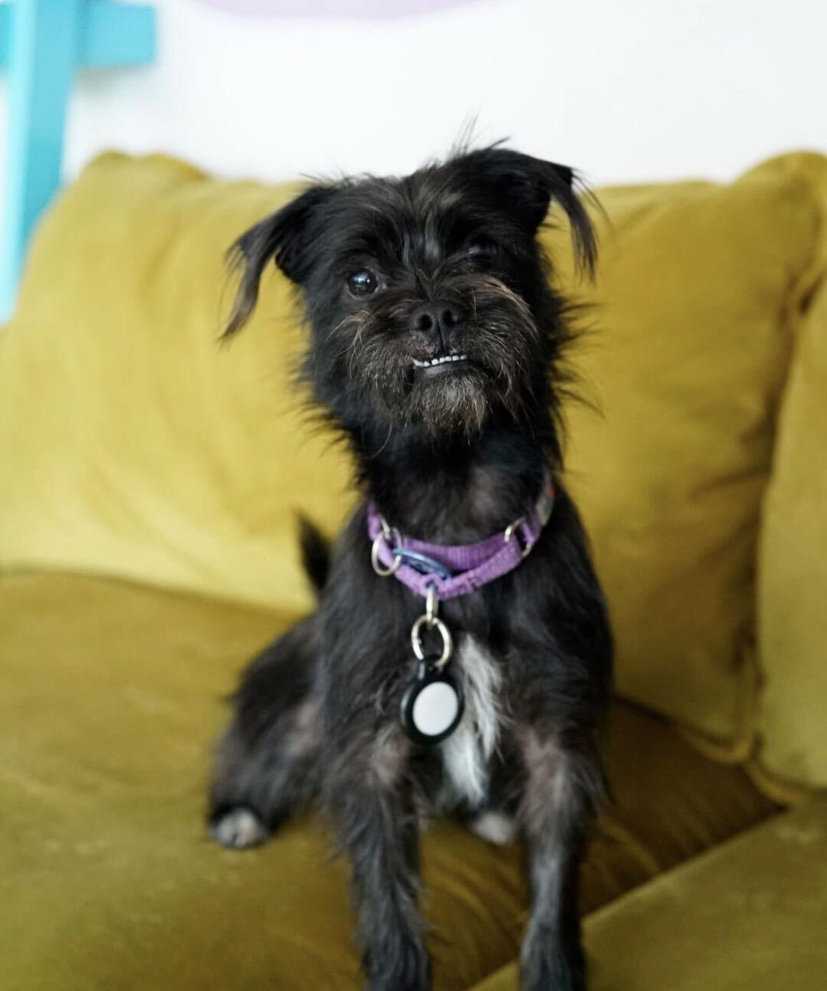 Buster, a Adoptable mixed breed in Pasadena, CA image 5/6
