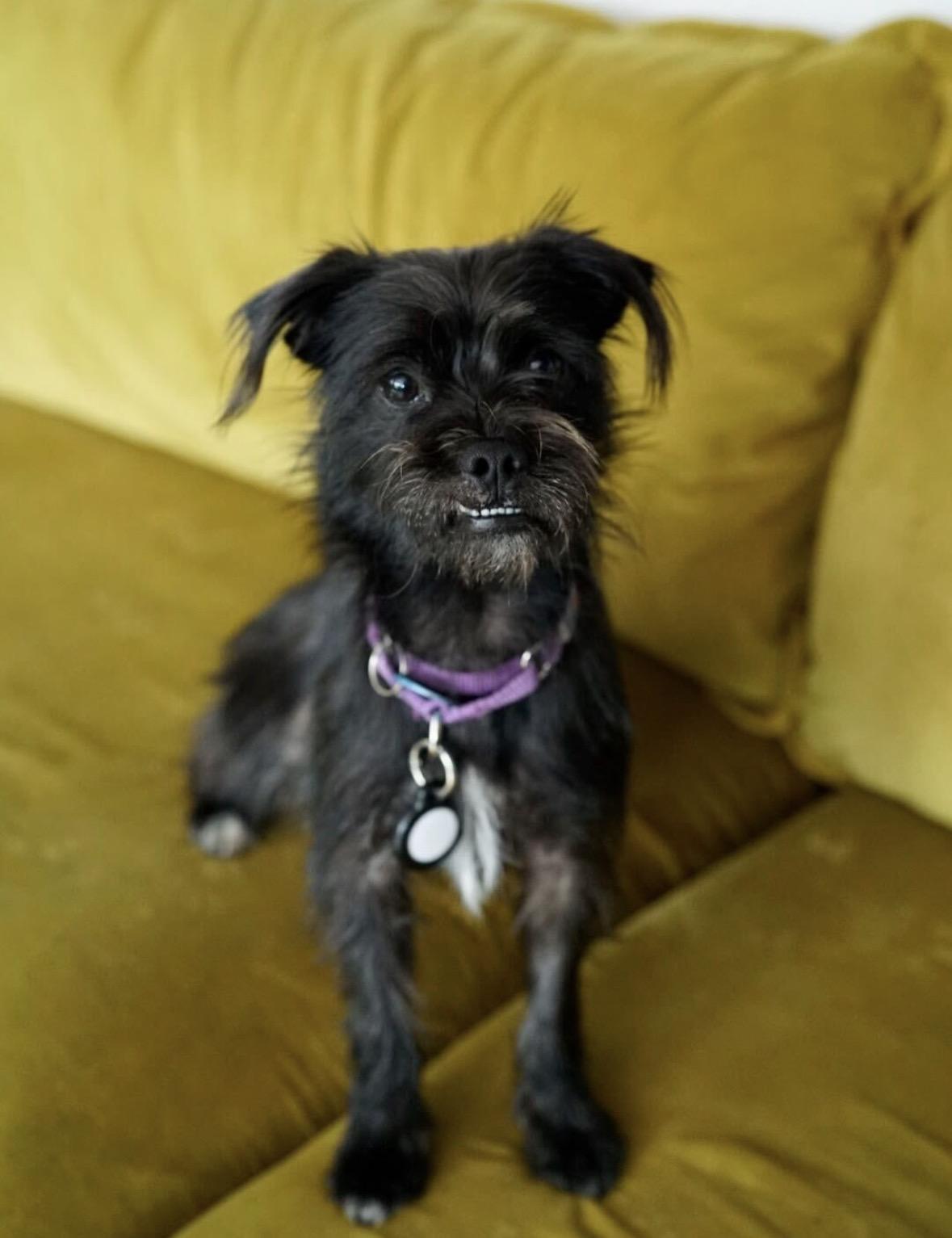Buster, a Adoptable mixed breed in Pasadena, CA image 6/6