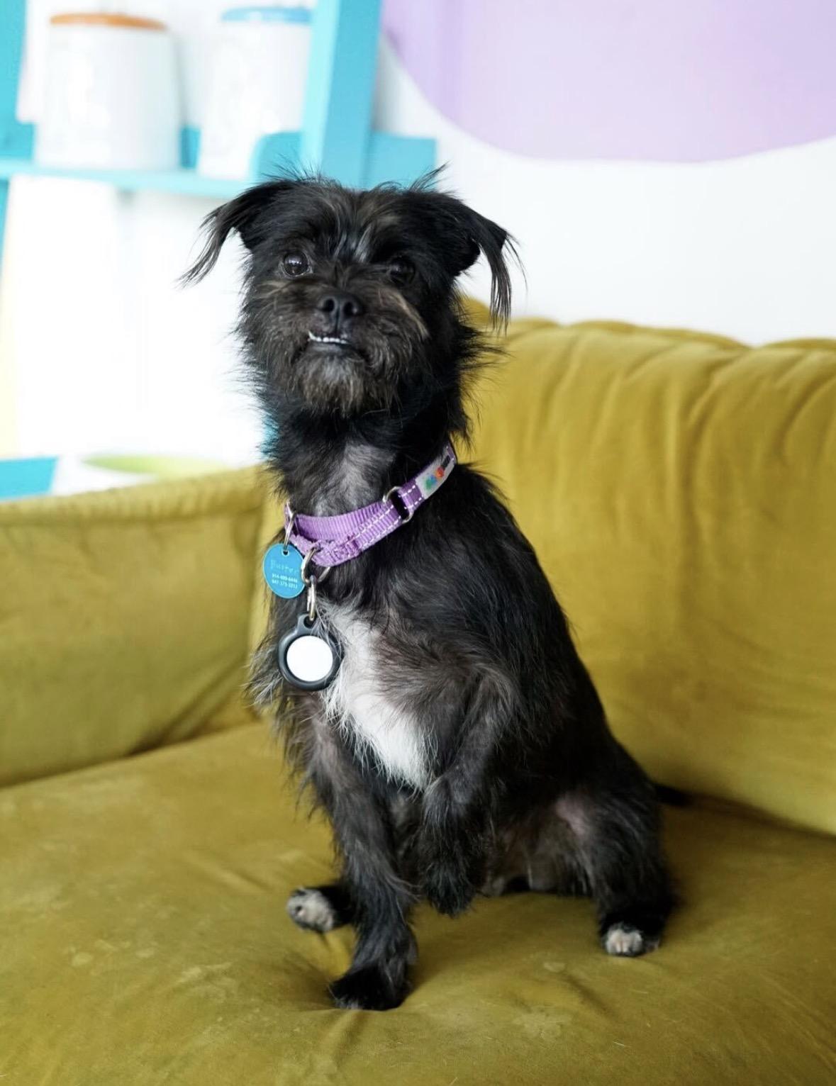 Buster, a Adoptable mixed breed in Pasadena, CA image 4/6