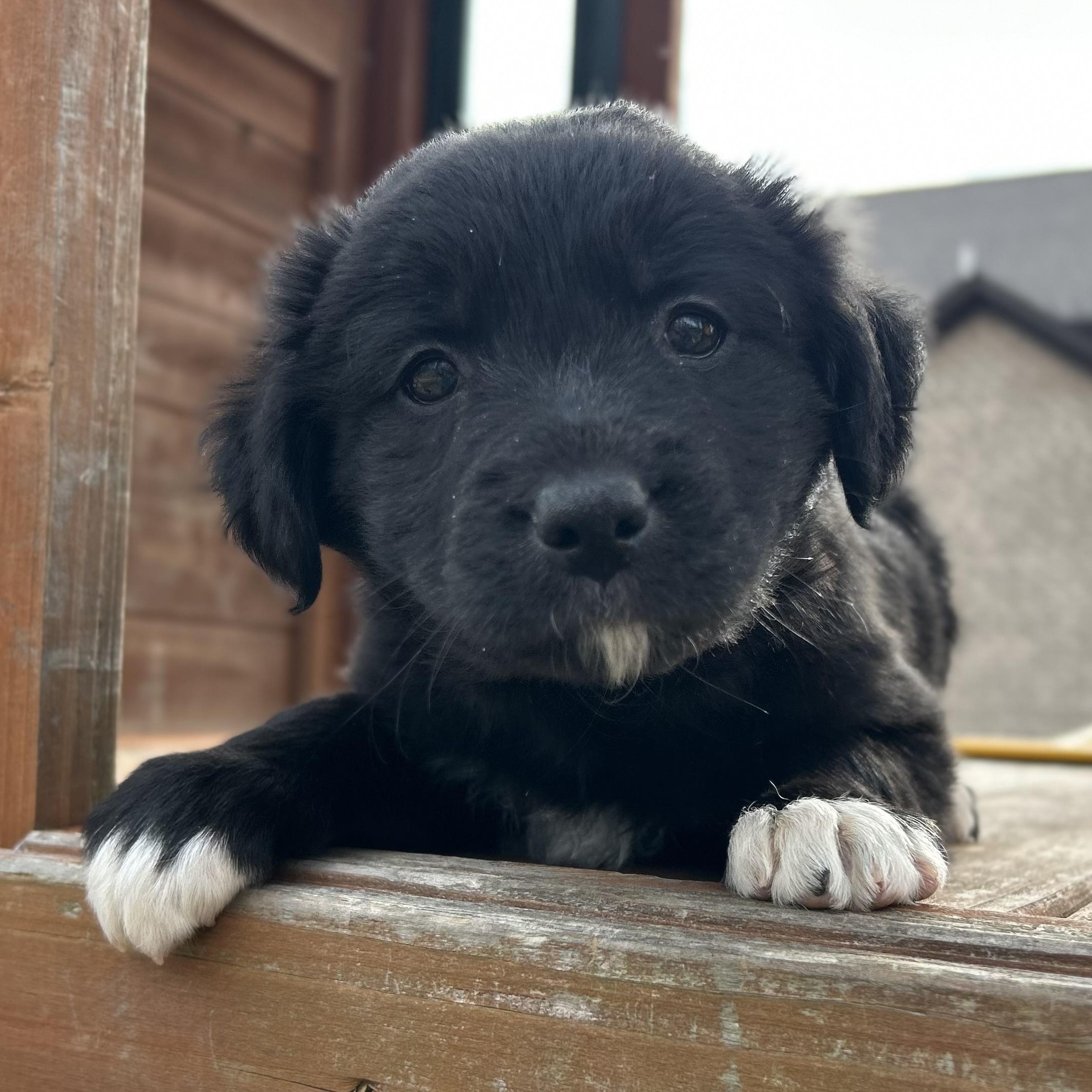 Enlarge Meg, a Adoptable mixed breed in Johnston, RI image 6/6