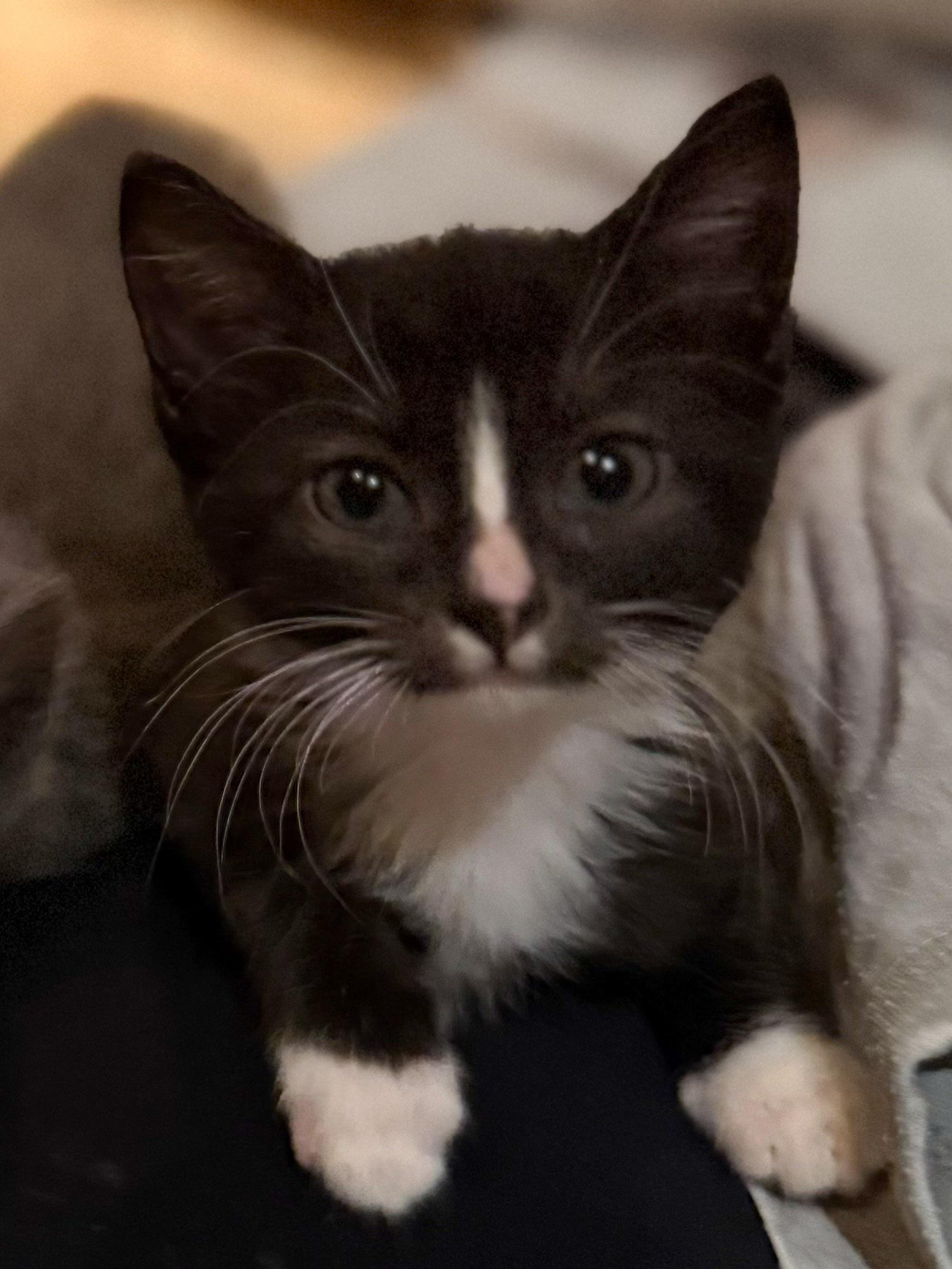 Willoita, a Adoptable Domestic Short Hair in Naples, FL image 2/2