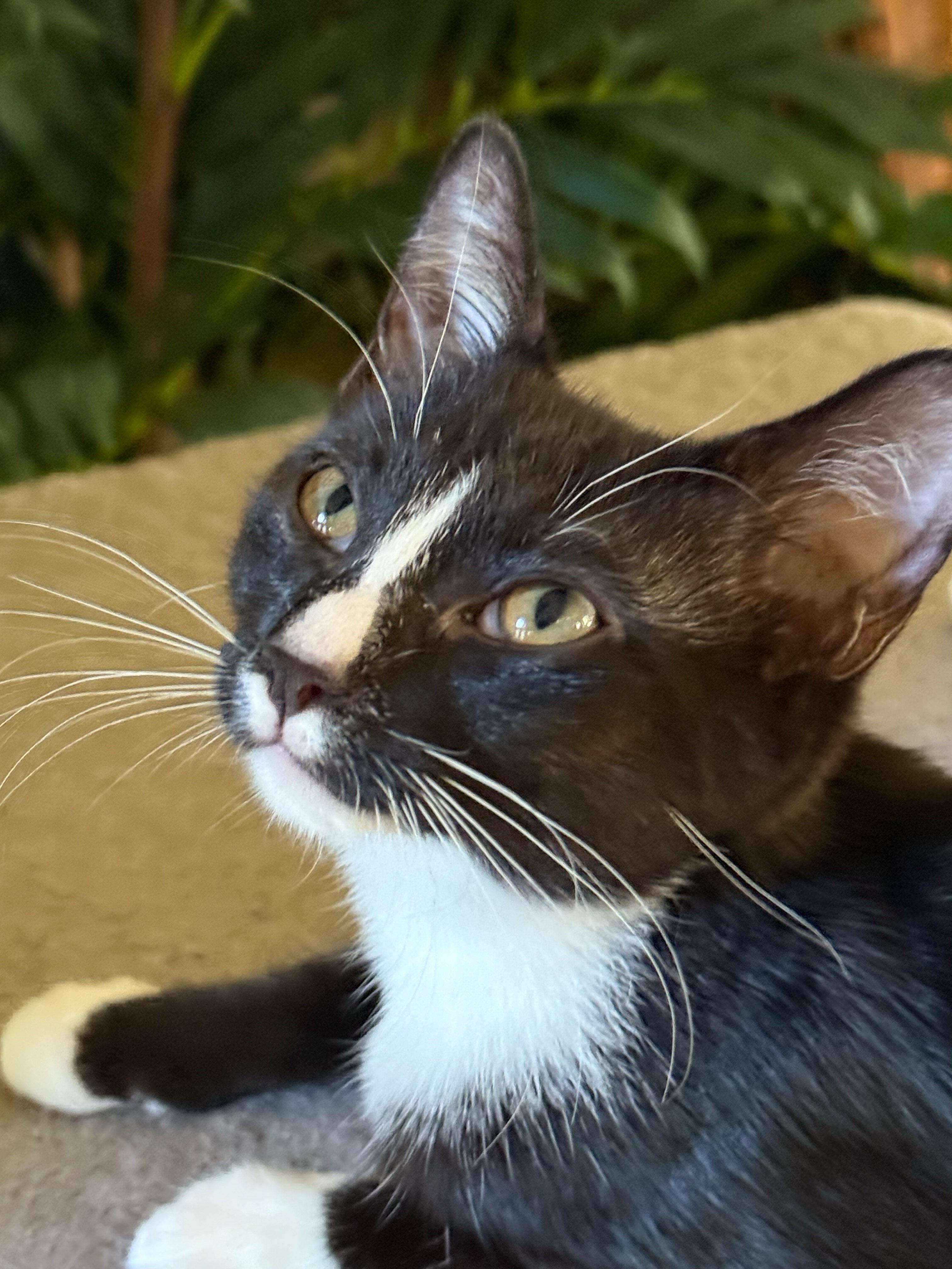 Willoita, a Adoptable Domestic Short Hair in Naples, FL image 1/2