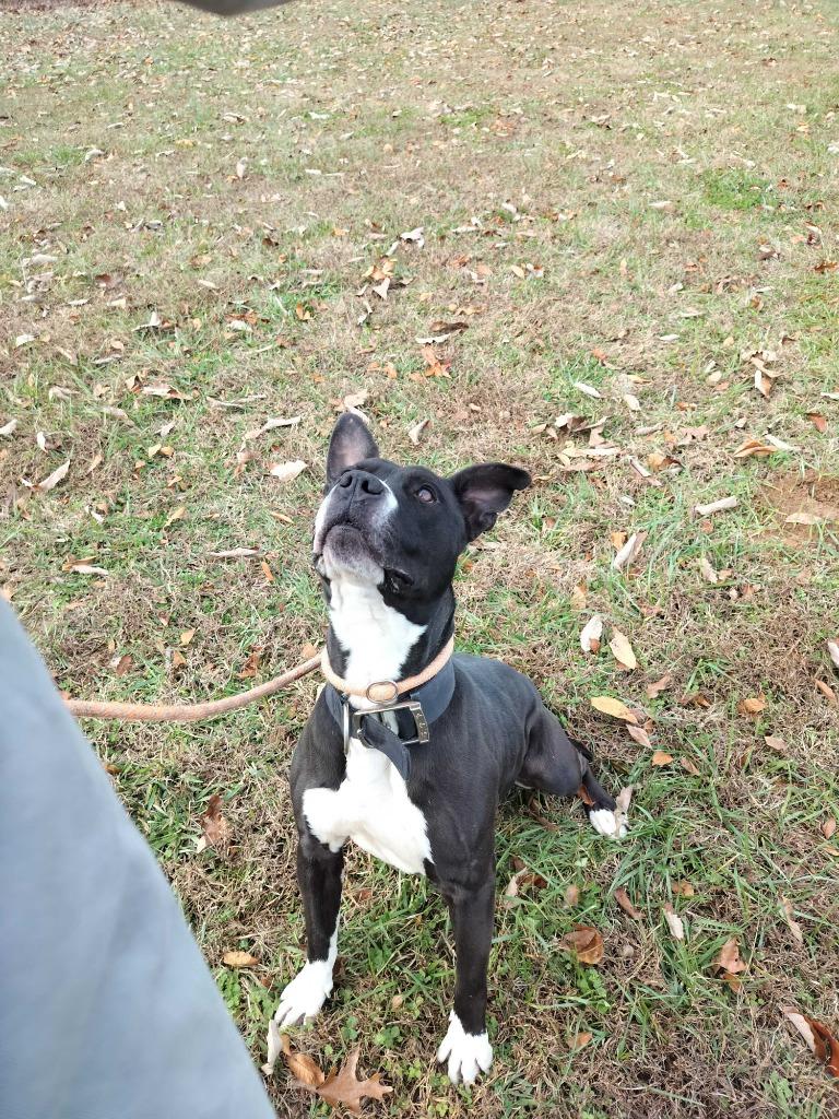 Smitty-Adoptable Awaiting S/N, Adoptable, Adult Male Pit Bull Terrier.