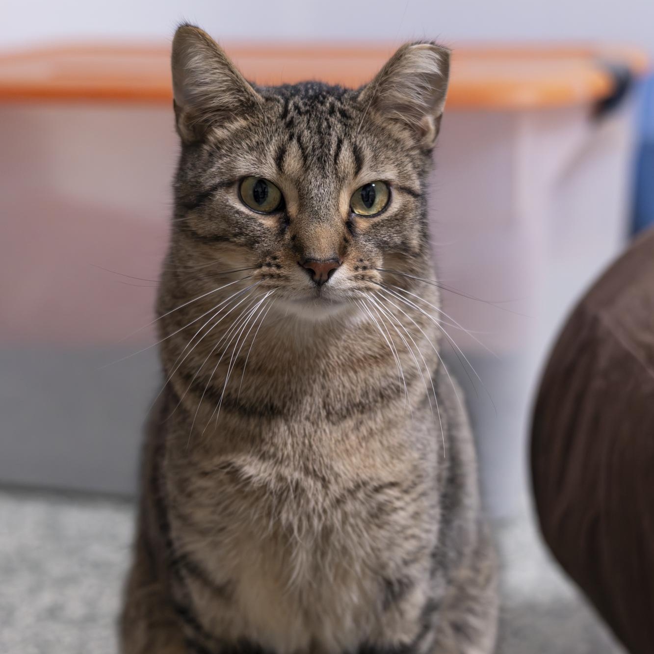 Enlarge Basmati, a Adoptable Domestic Short Hair in Richland Center, WI image 3/5
