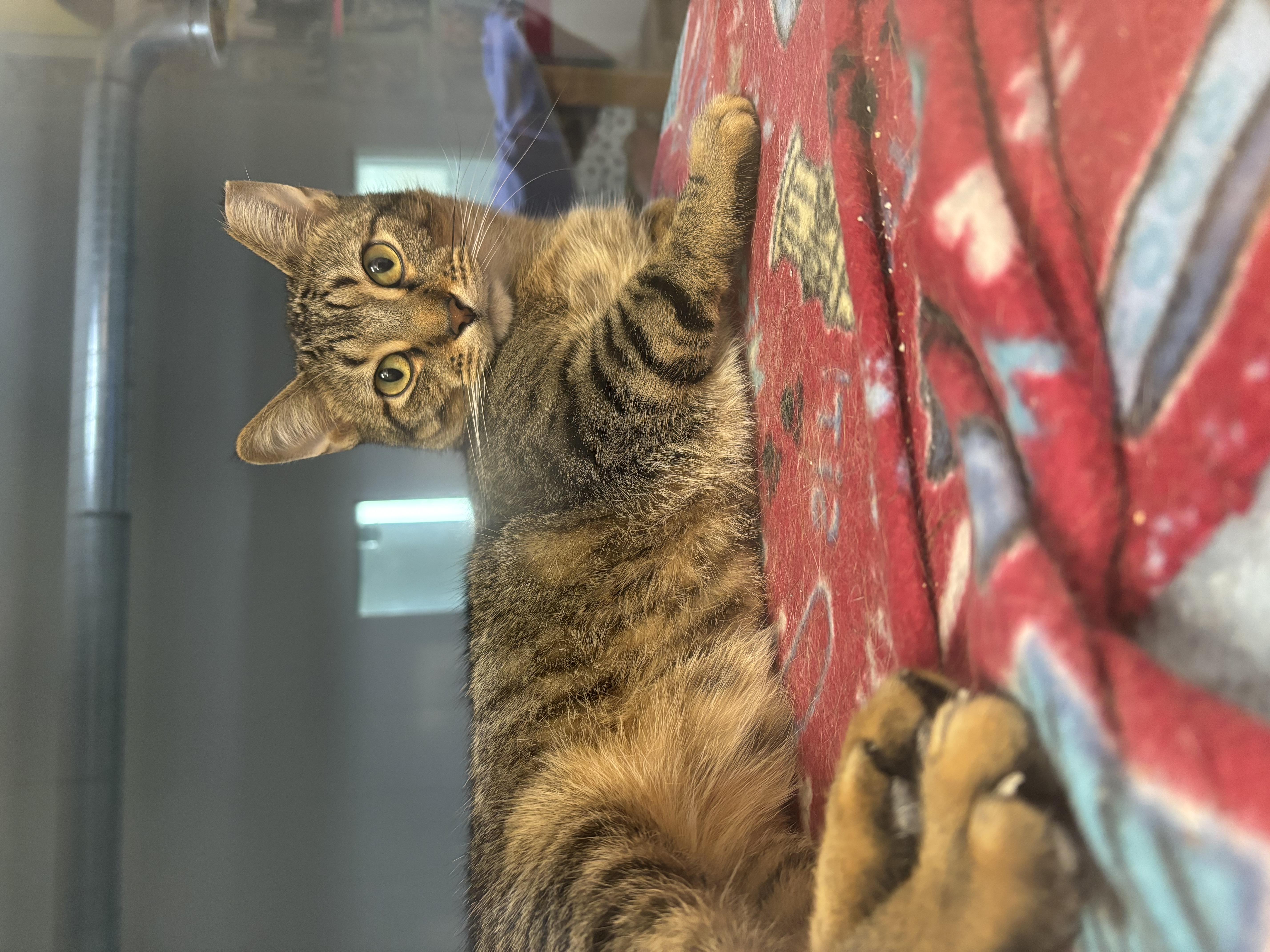 Enlarge Basmati, a Adoptable Domestic Short Hair in Richland Center, WI image 5/5