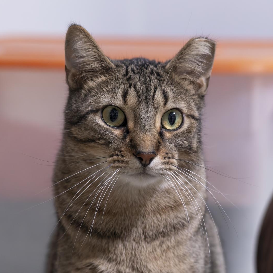 Enlarge Basmati, a Adoptable Domestic Short Hair in Richland Center, WI image 4/5