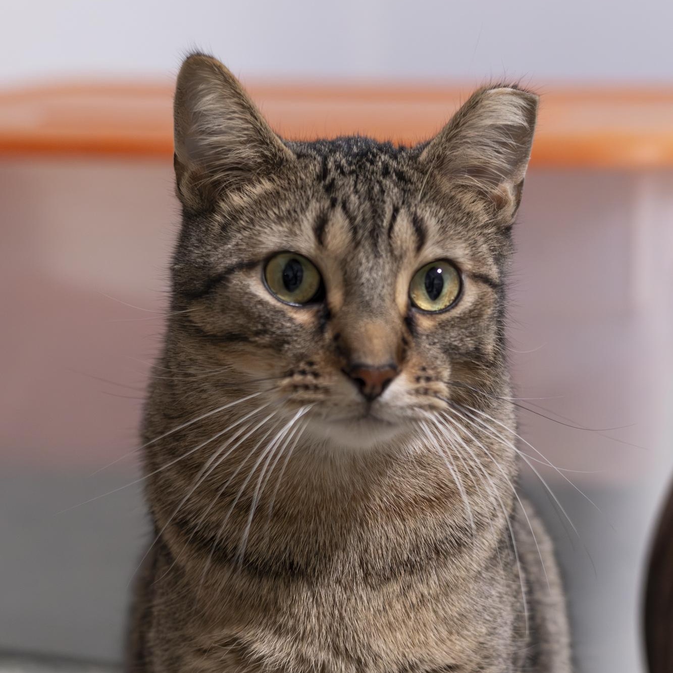 Enlarge Basmati, a Adoptable Domestic Short Hair in Richland Center, WI image 2/5