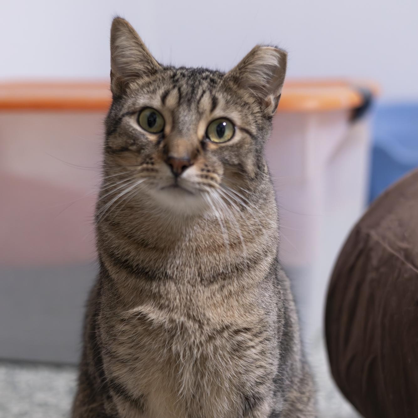 Basmati, Adoptable, Adult Male Domestic Short Hair.